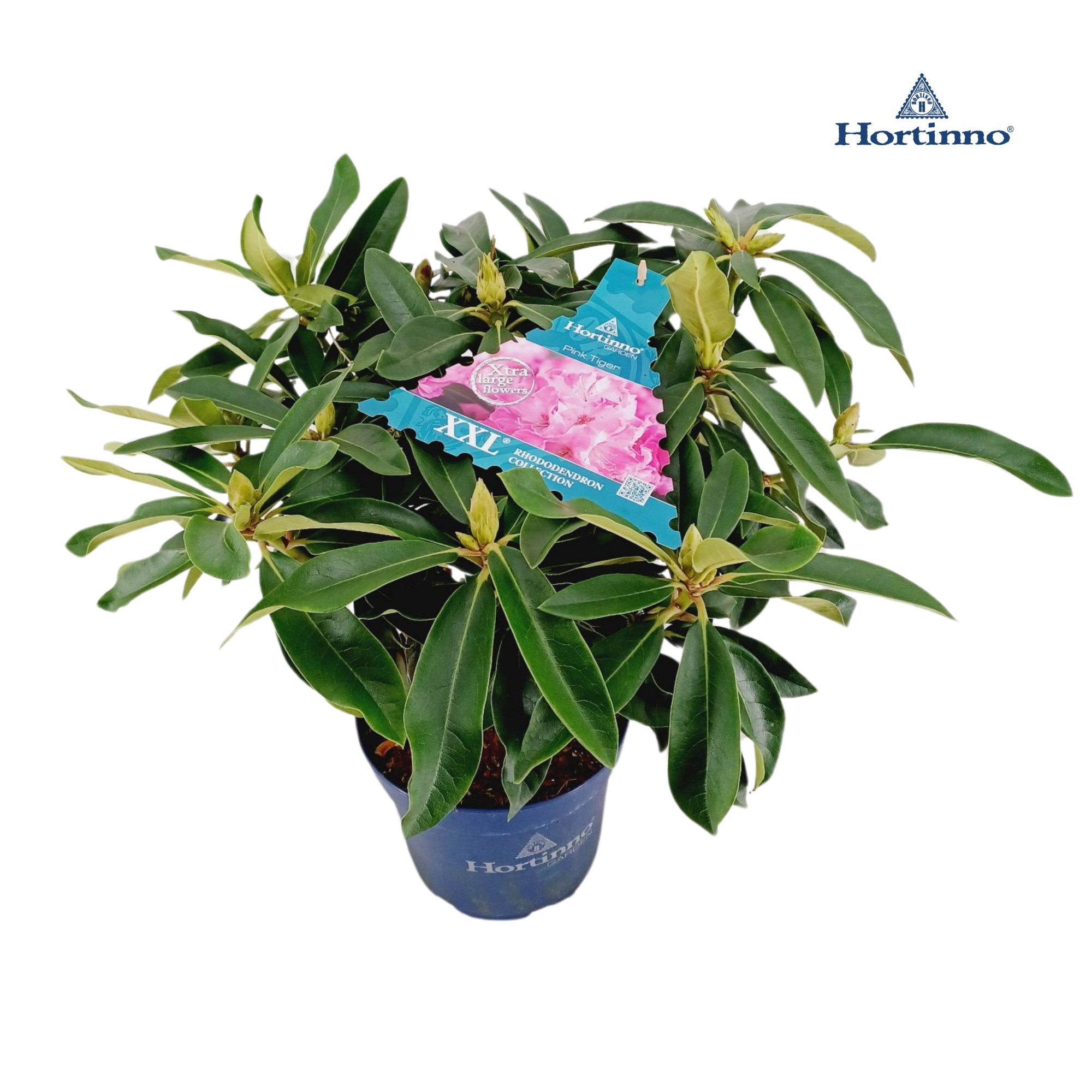 Rhododendron 50-60 /5 liter 'Pink Tiger, D 23 cm