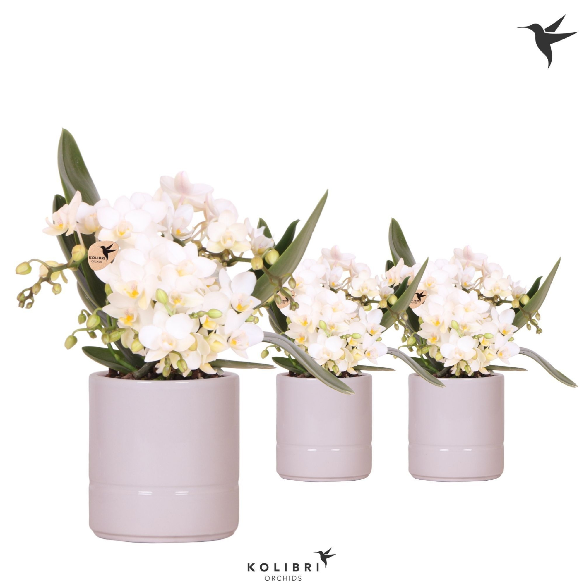 Kolibri Orchids Phalaenopsis Nazare 4 spike in Pastel pot pink, D 9 cm