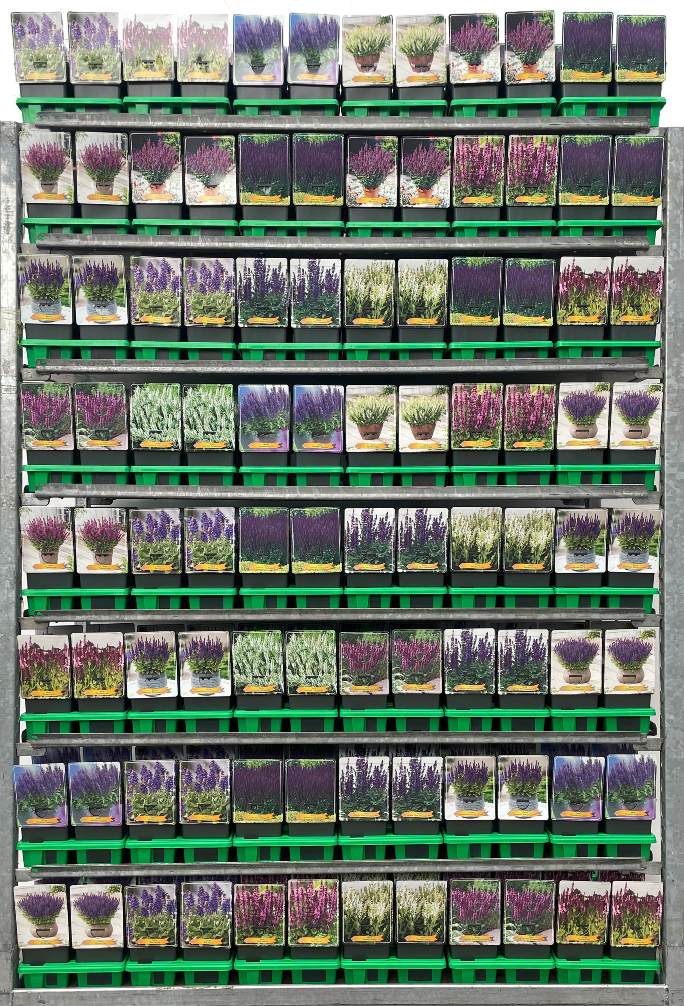 Salvia Mix CC P11, D 11