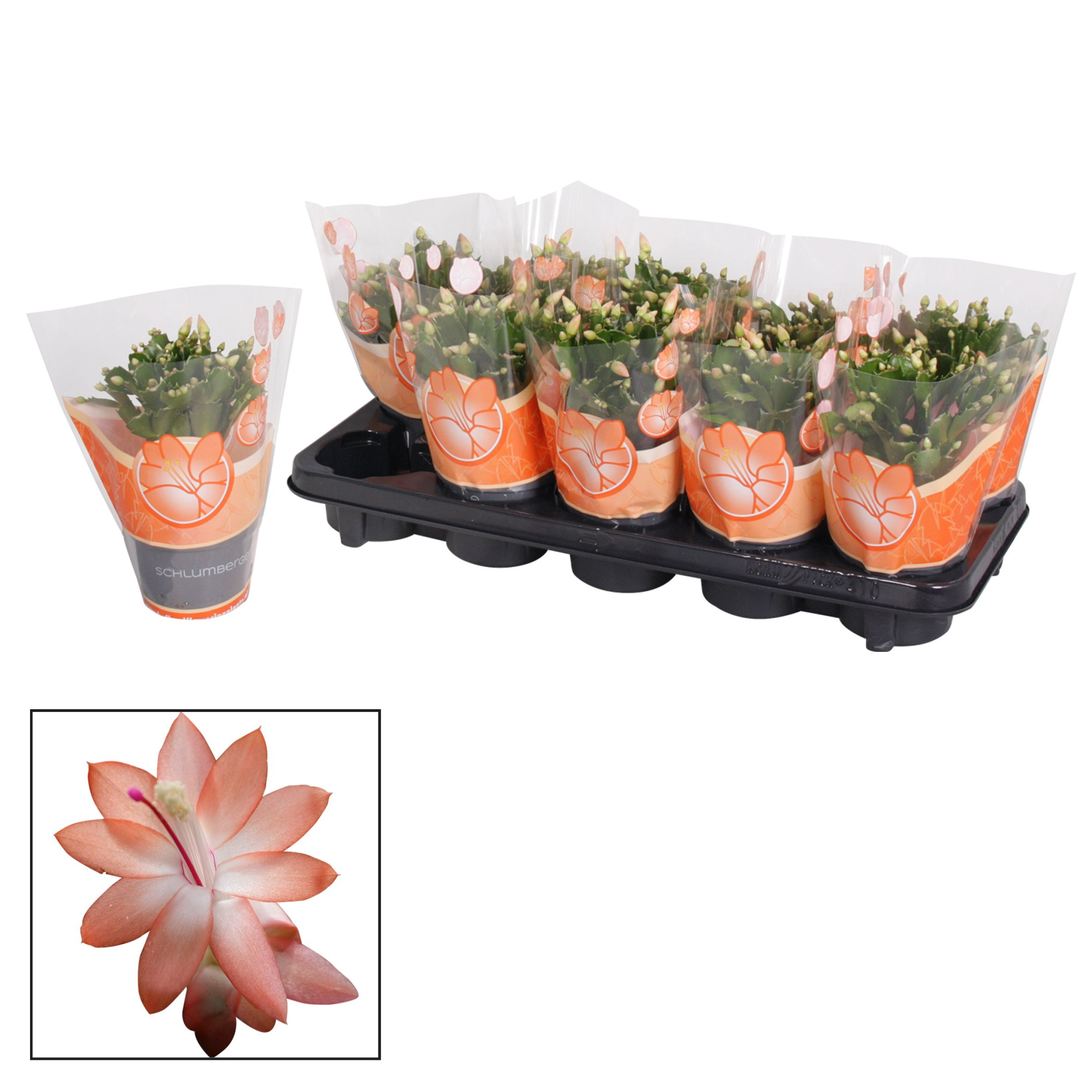 Schlumbergera - 10,5 cm - Orange (Christa), D 10,5