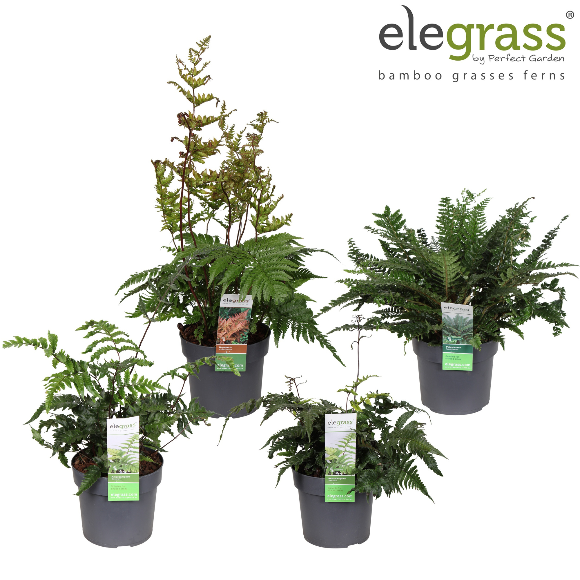 Varens mix laag in tray P19, D 19 cm