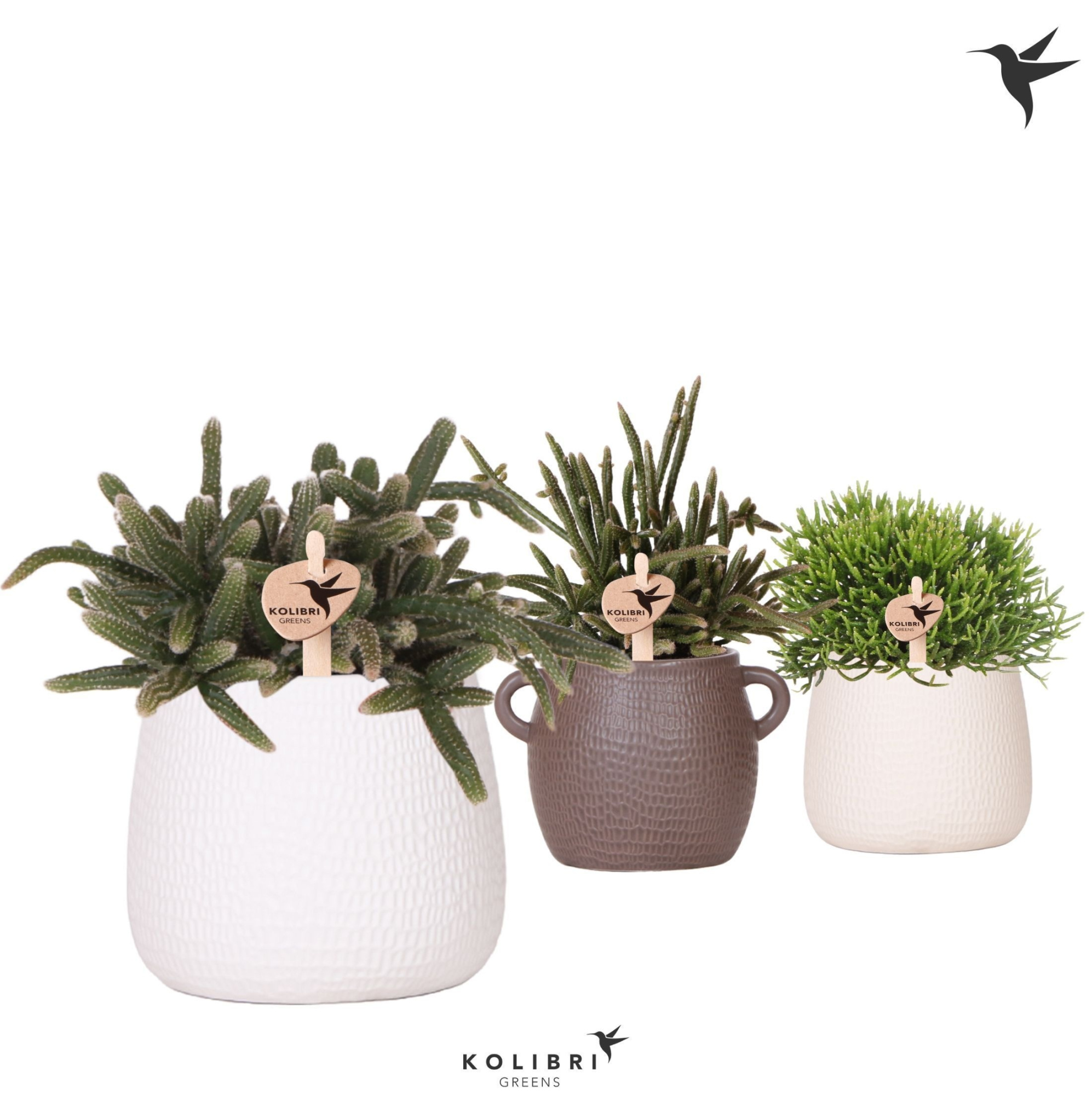 Kolibri Greens Rhipsalis mix in Scales pot mix, D 9 cm