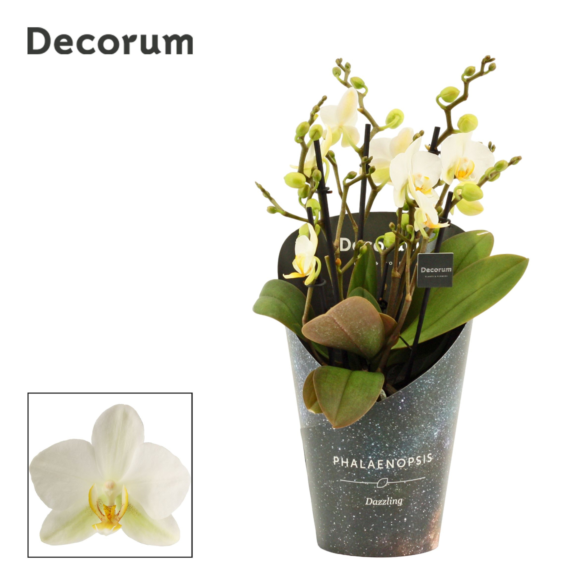 Phalaenopsis dazzling Lausanne 5+ tak (Decorum), D 12 cm