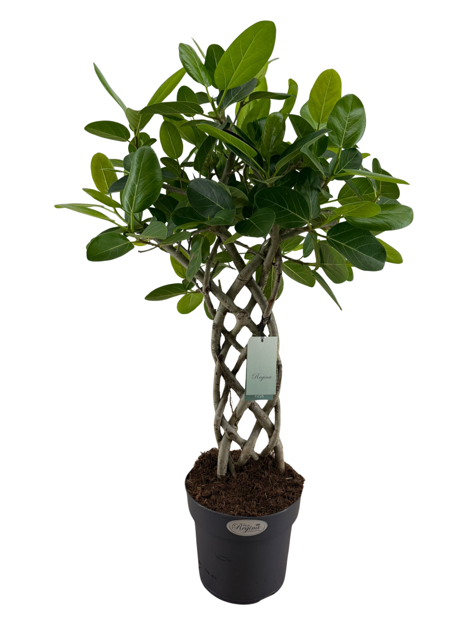 Ficus Benghalensis Audrey mat p24, D 24