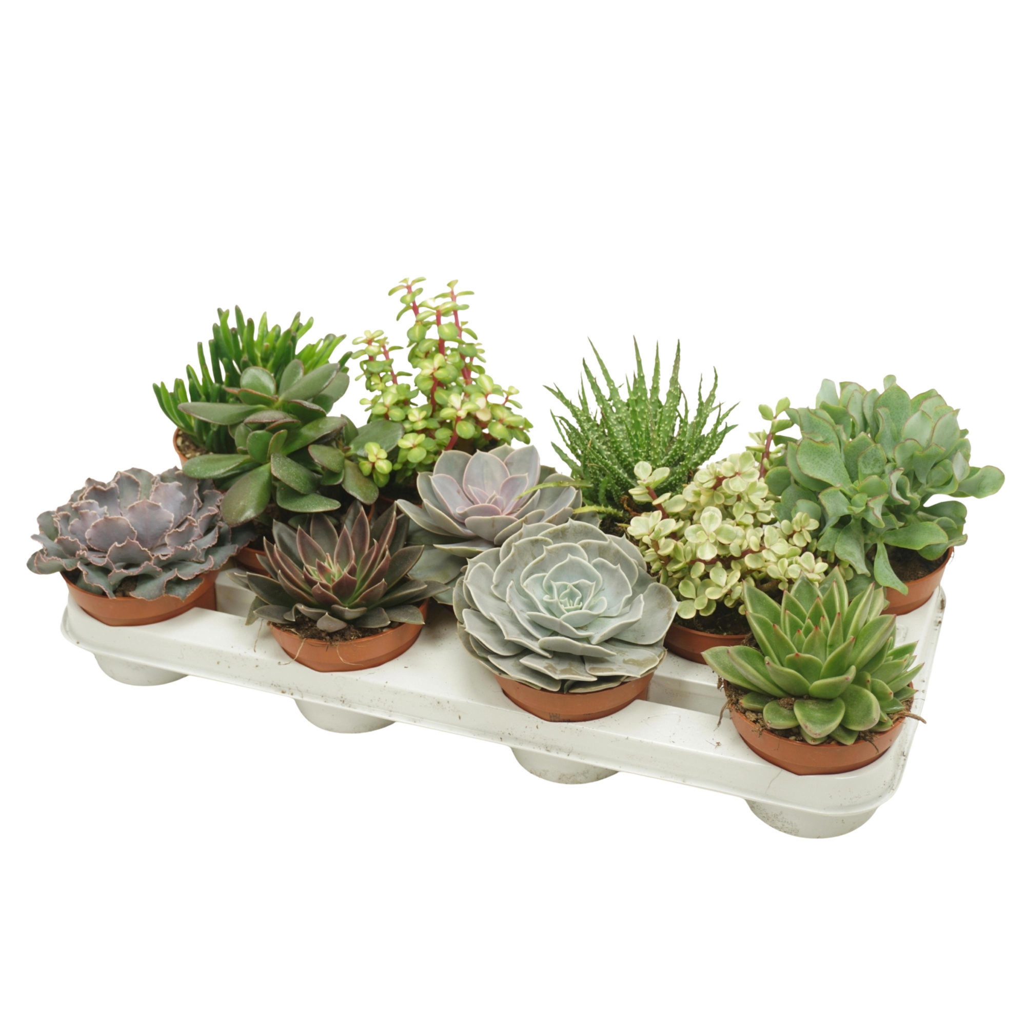 Succulenten mix 10,5 cm, D 10,5 cm