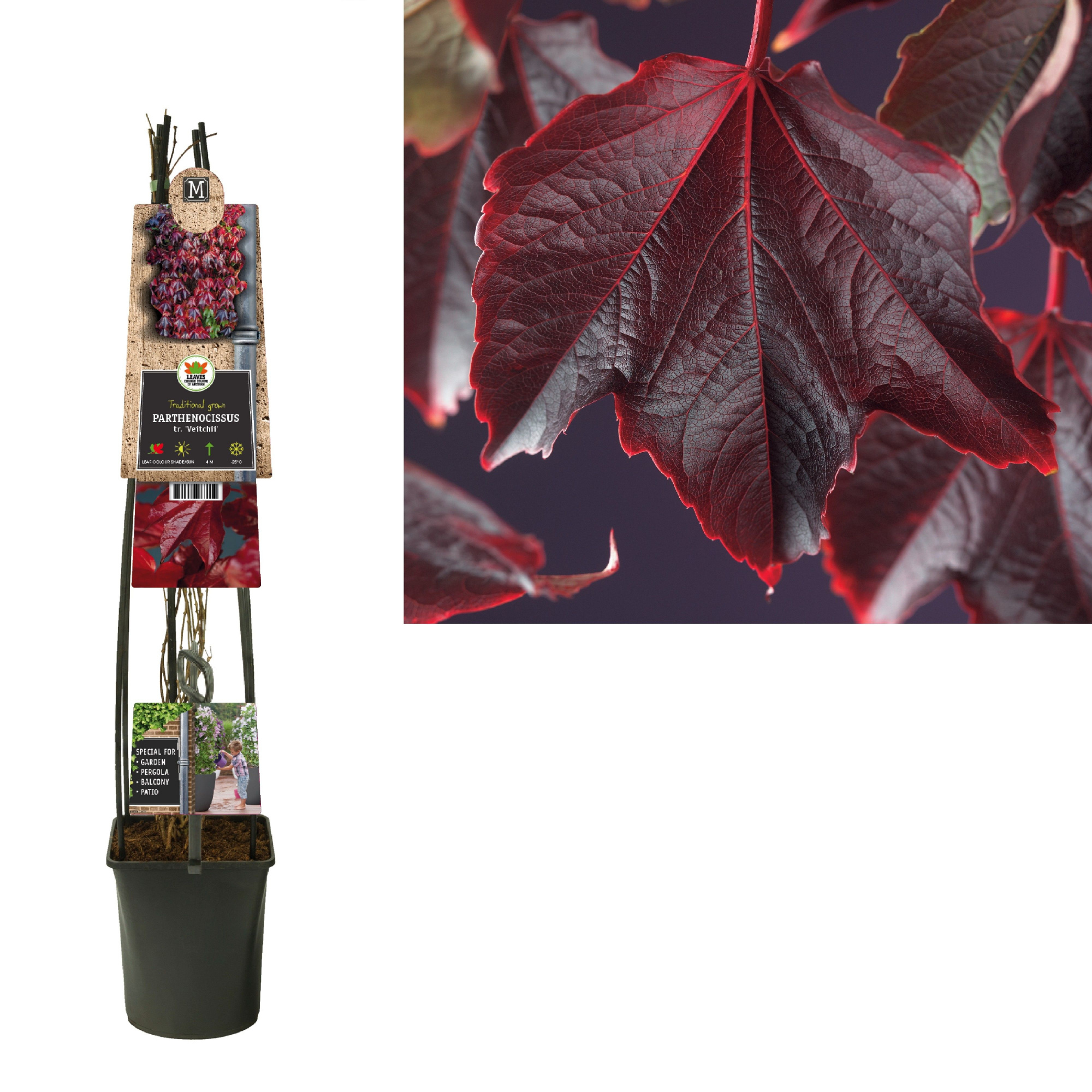 Parthenocissus tr. 'Veitchii' +3.0 label, D 23 cm