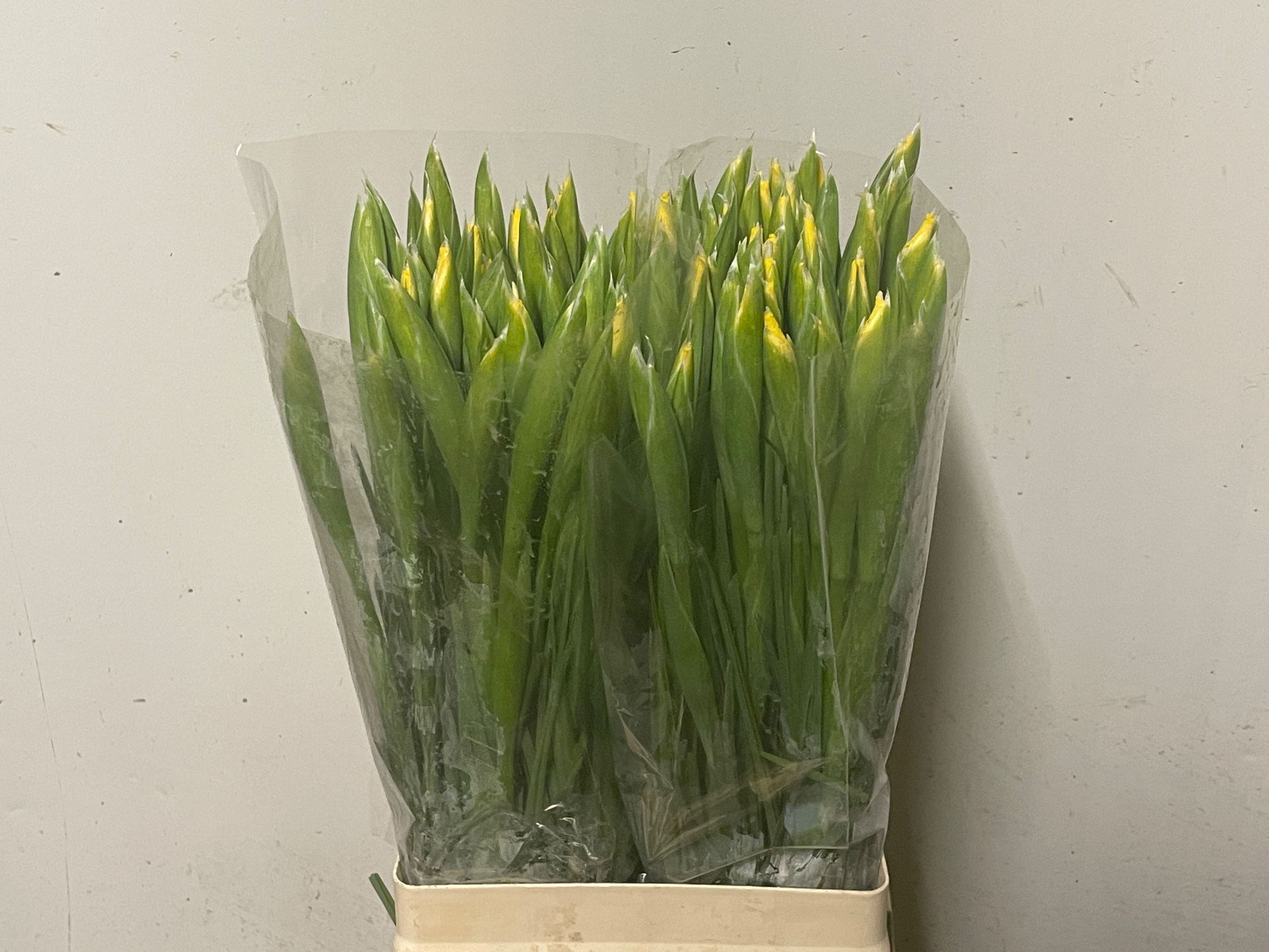 Ирис Аполло, шт.