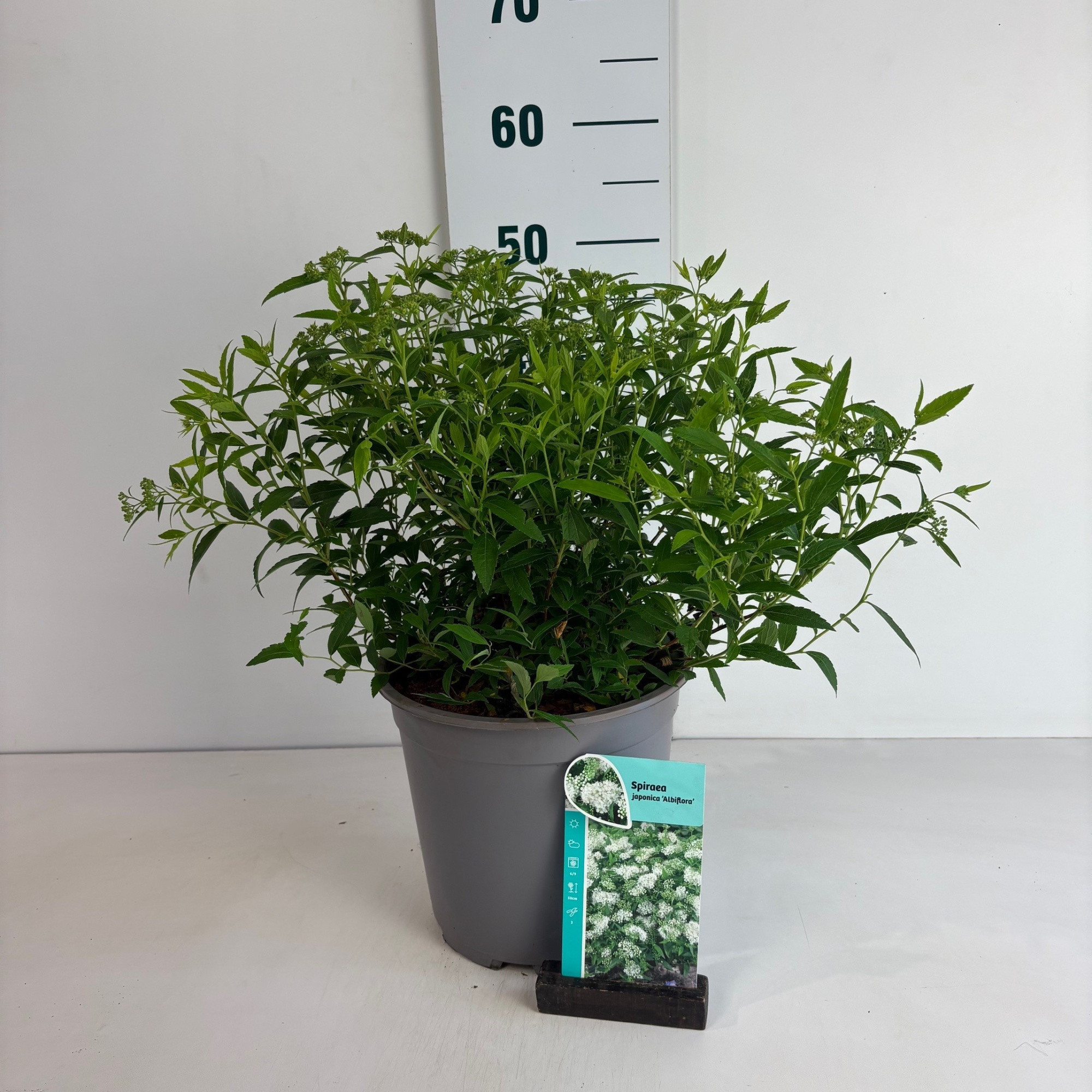 Spiraea japonica Albiflora, D 24 cm