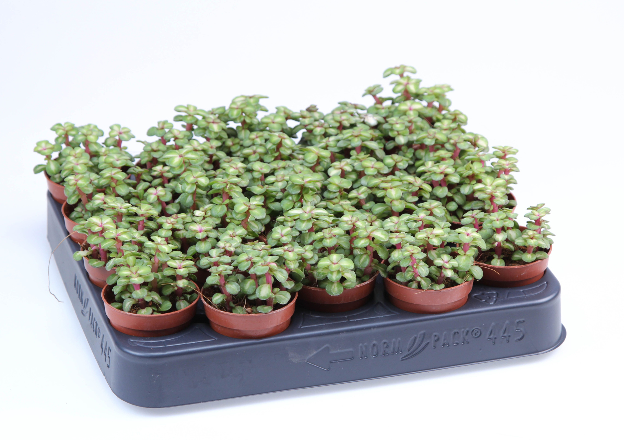 Portulacaria Afra Pink lady, D 5,5