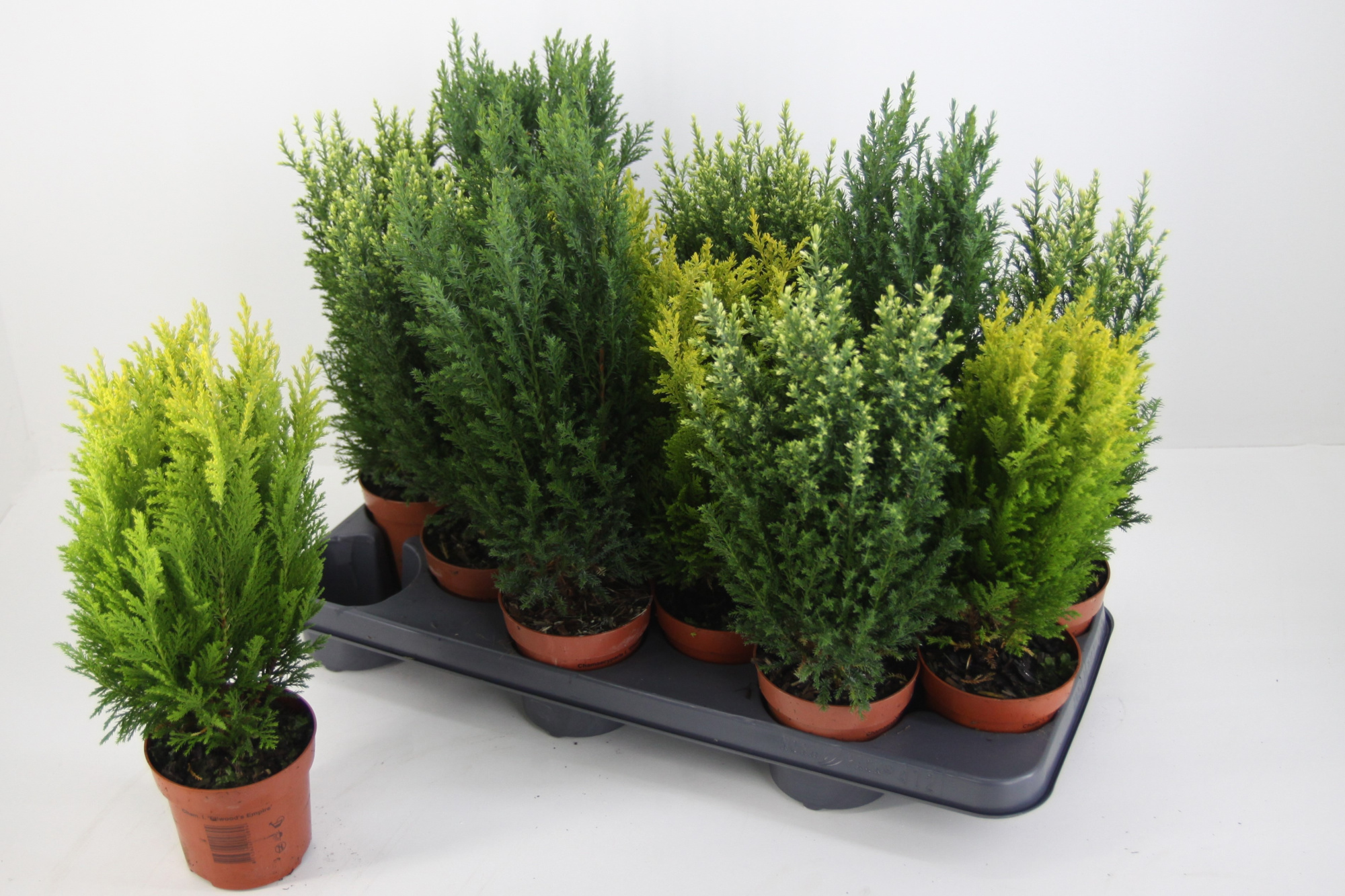 Coniferen overig gemengd, D 10,5