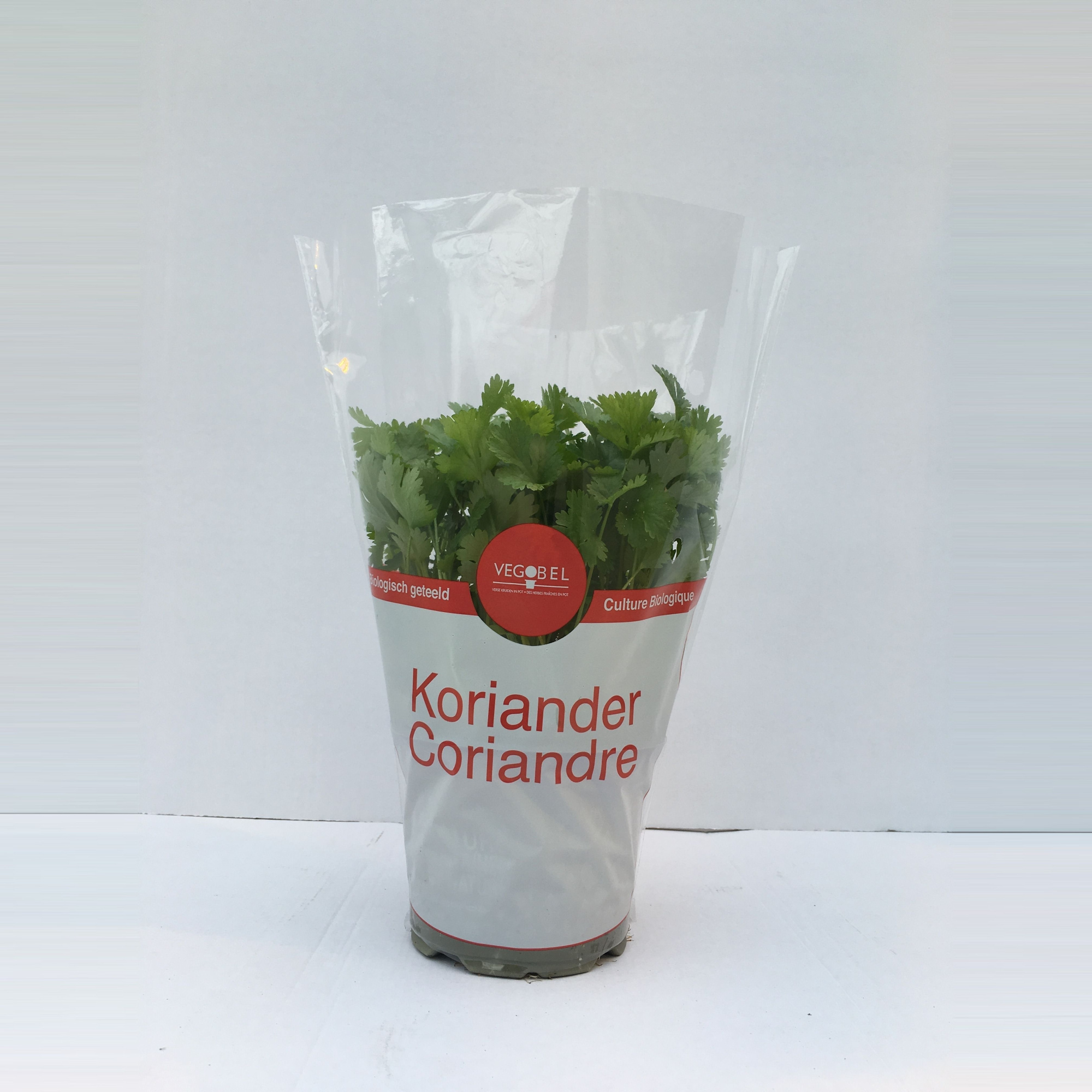 Koriander P12, D 12 cm