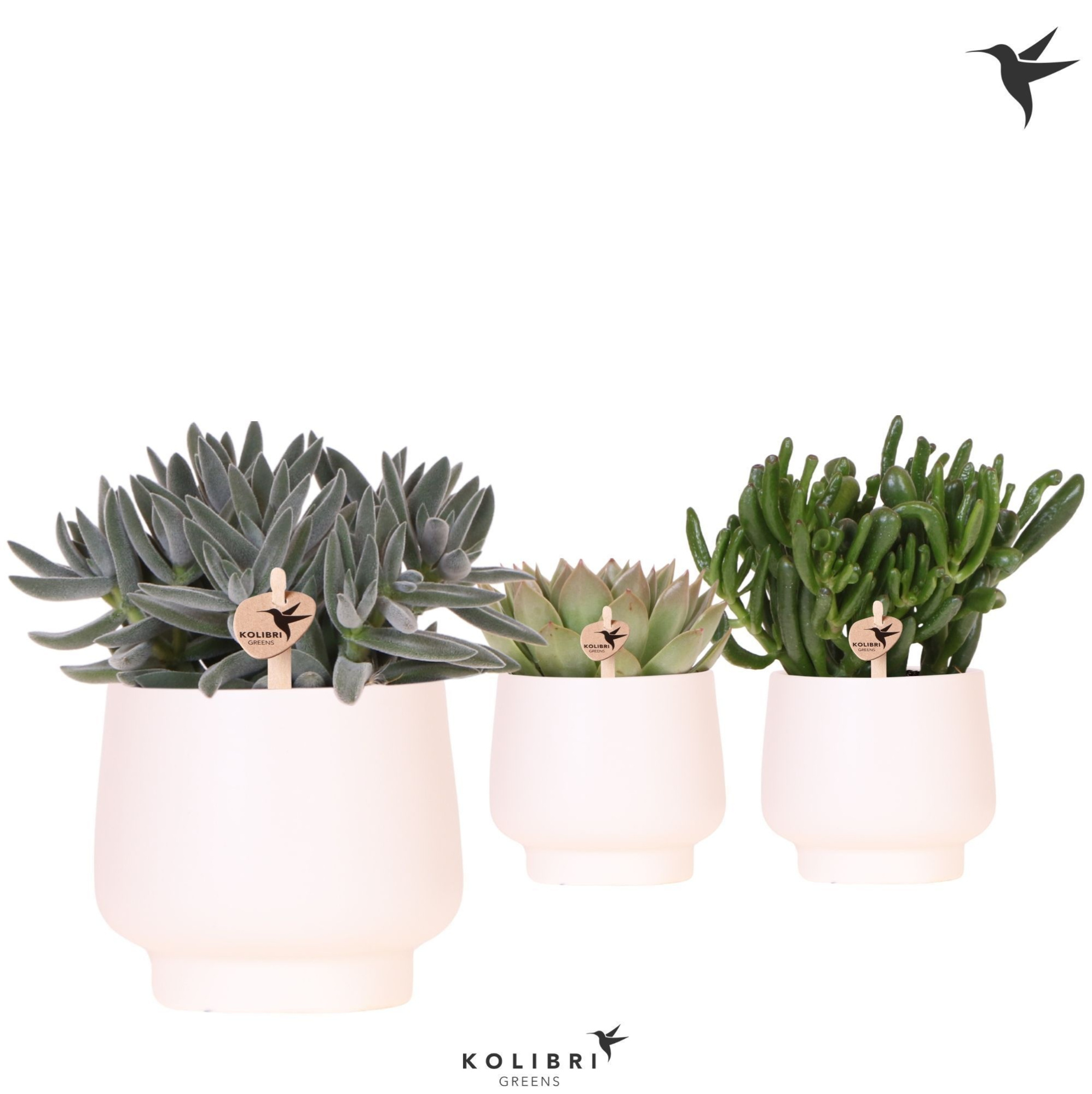 Kolibri Greens Succulenten mix in Scandic pot white, D 12 cm