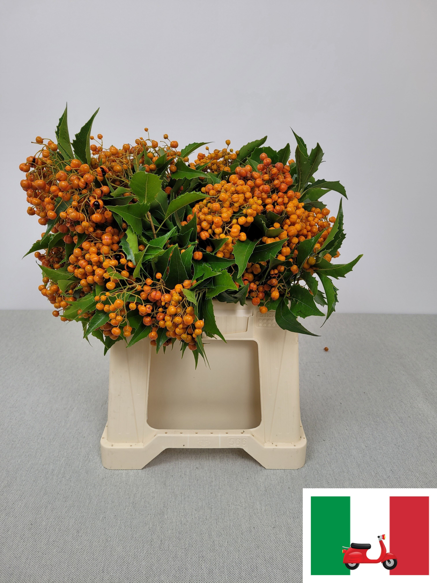 Питтоспорум Овериг за пучок 50, пуч.