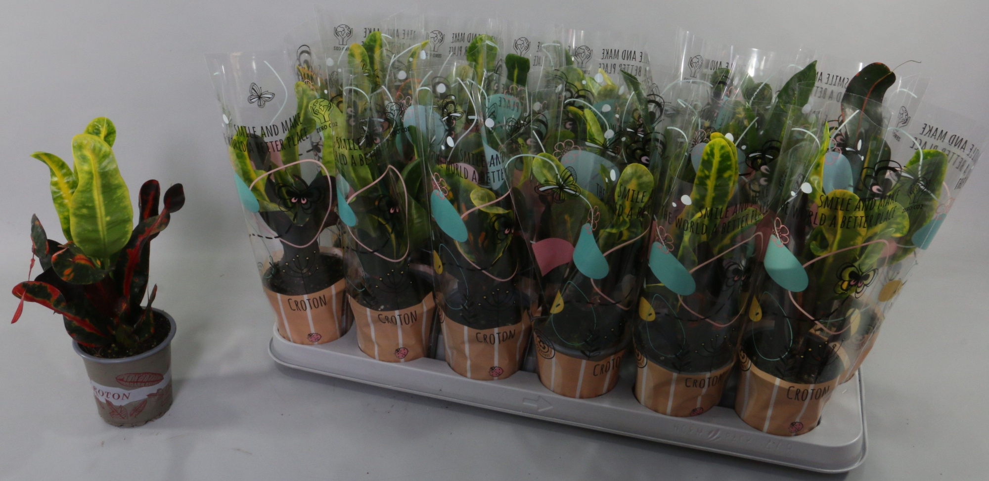 Croton Mammi 9cm in Design Hoes"Sunshiners®", D 9 cm