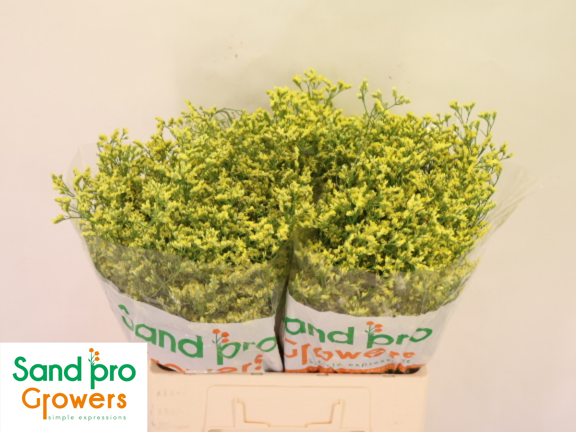 Лимониум Чайна Саммер 60, шт.