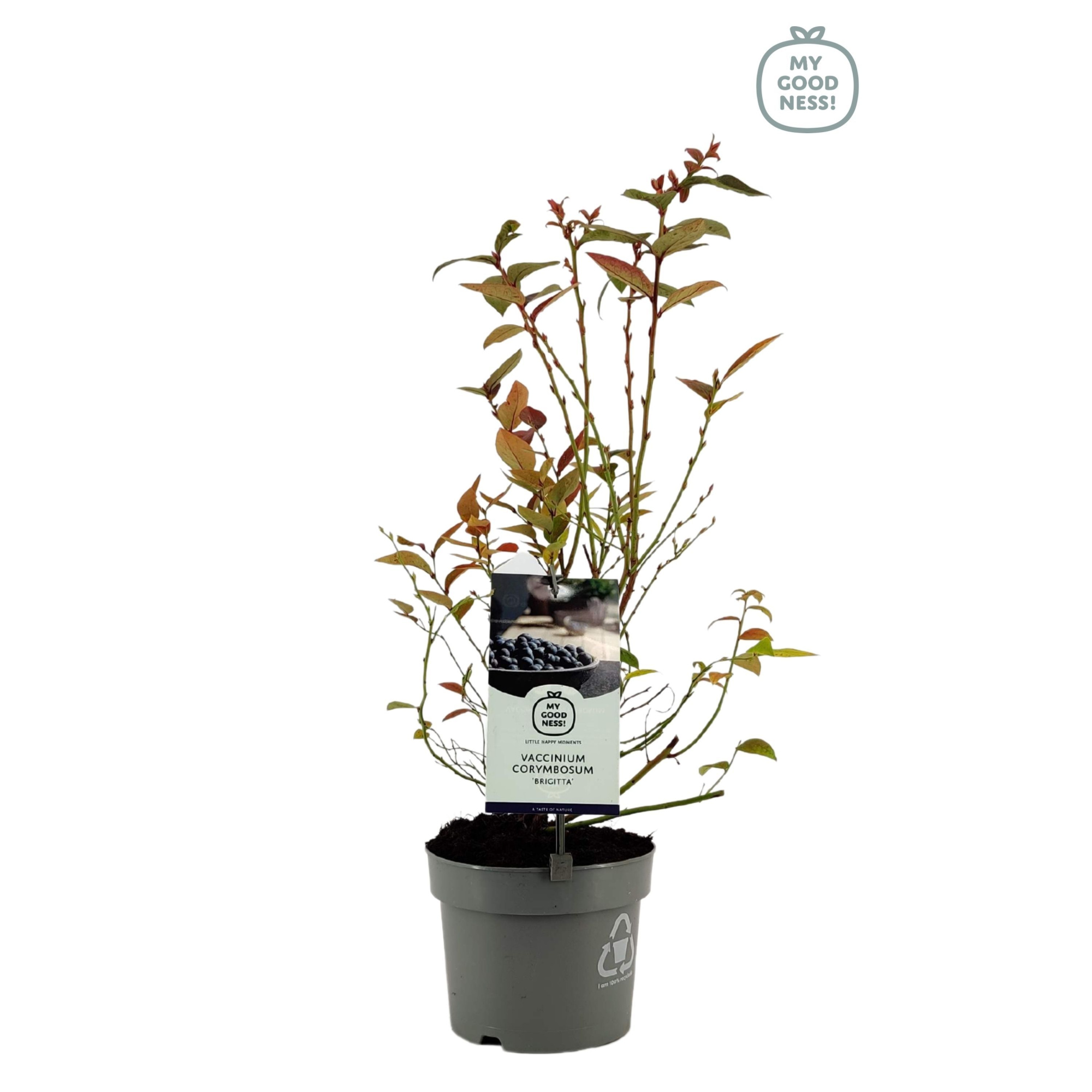 Vaccinium 20cm /2 liter 'Brigitta', D 17 cm