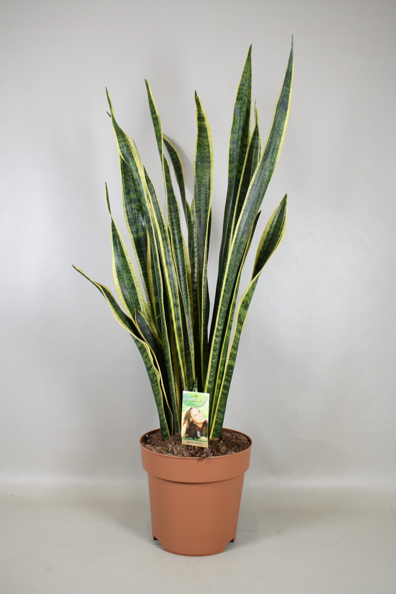 Sansevieria Laurentii p27, D 27 cm