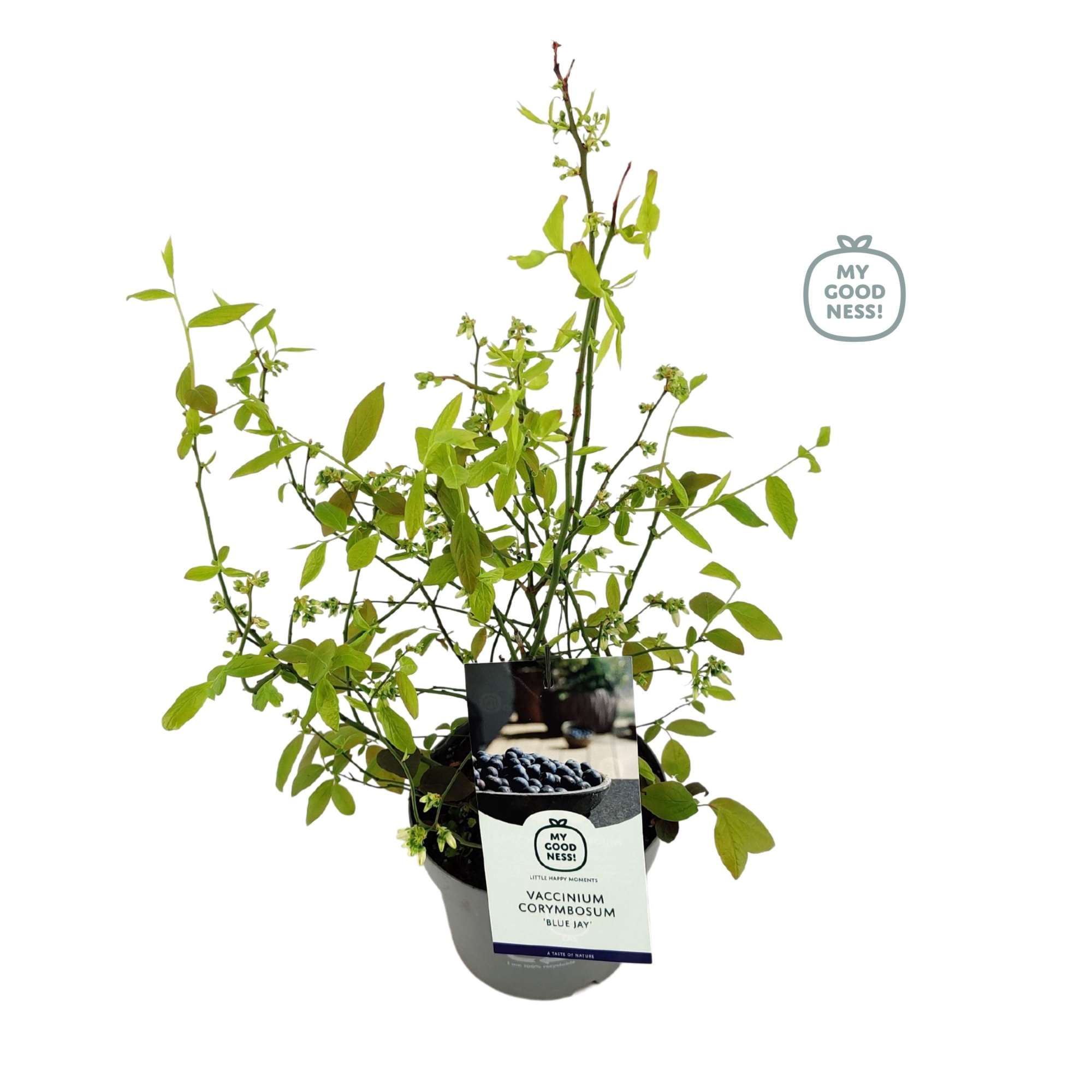 Vaccinium 20cm /2 liter 'Bluejay', D 17 cm