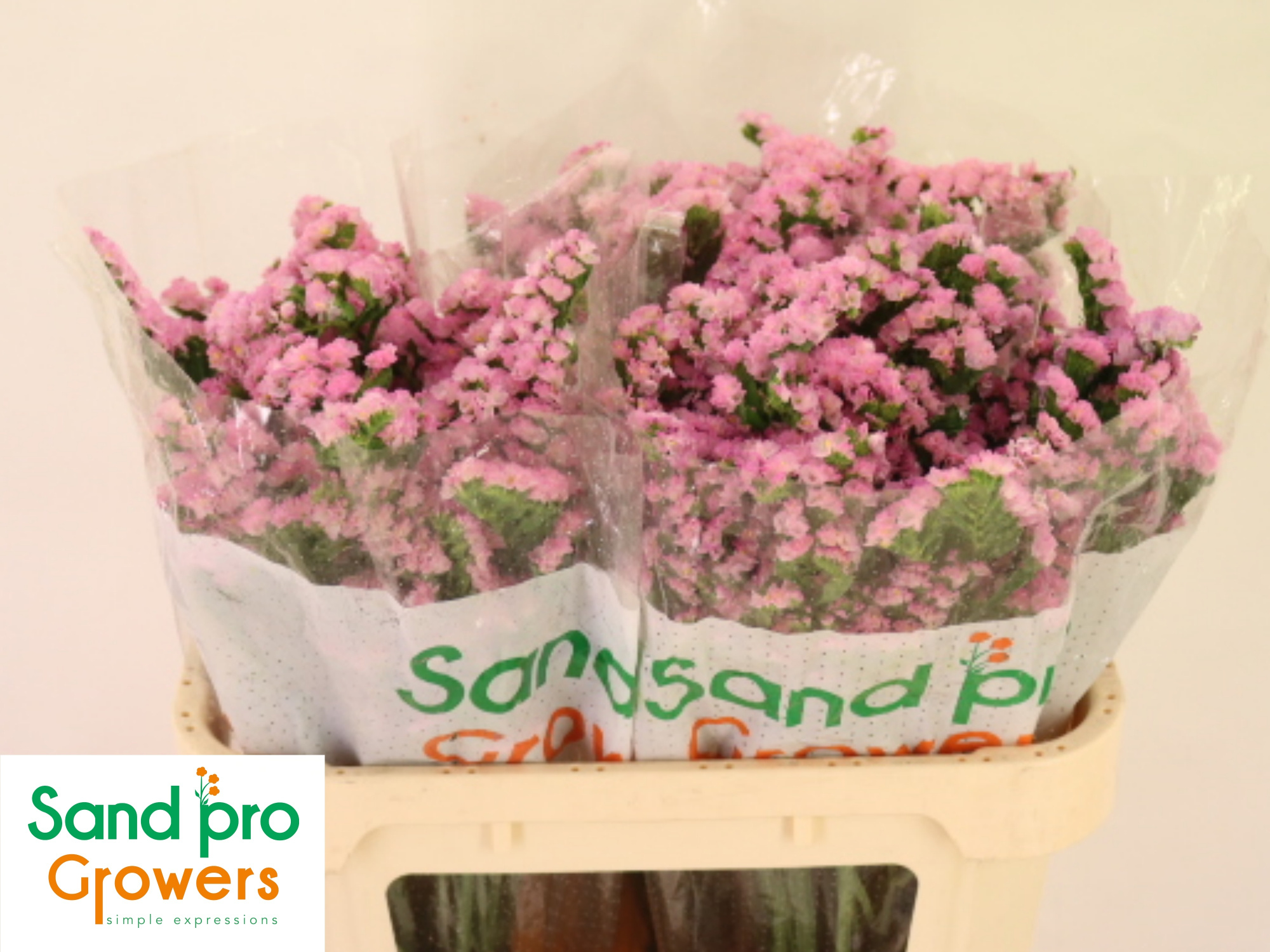 Статица Лючия Пинк 70, шт.