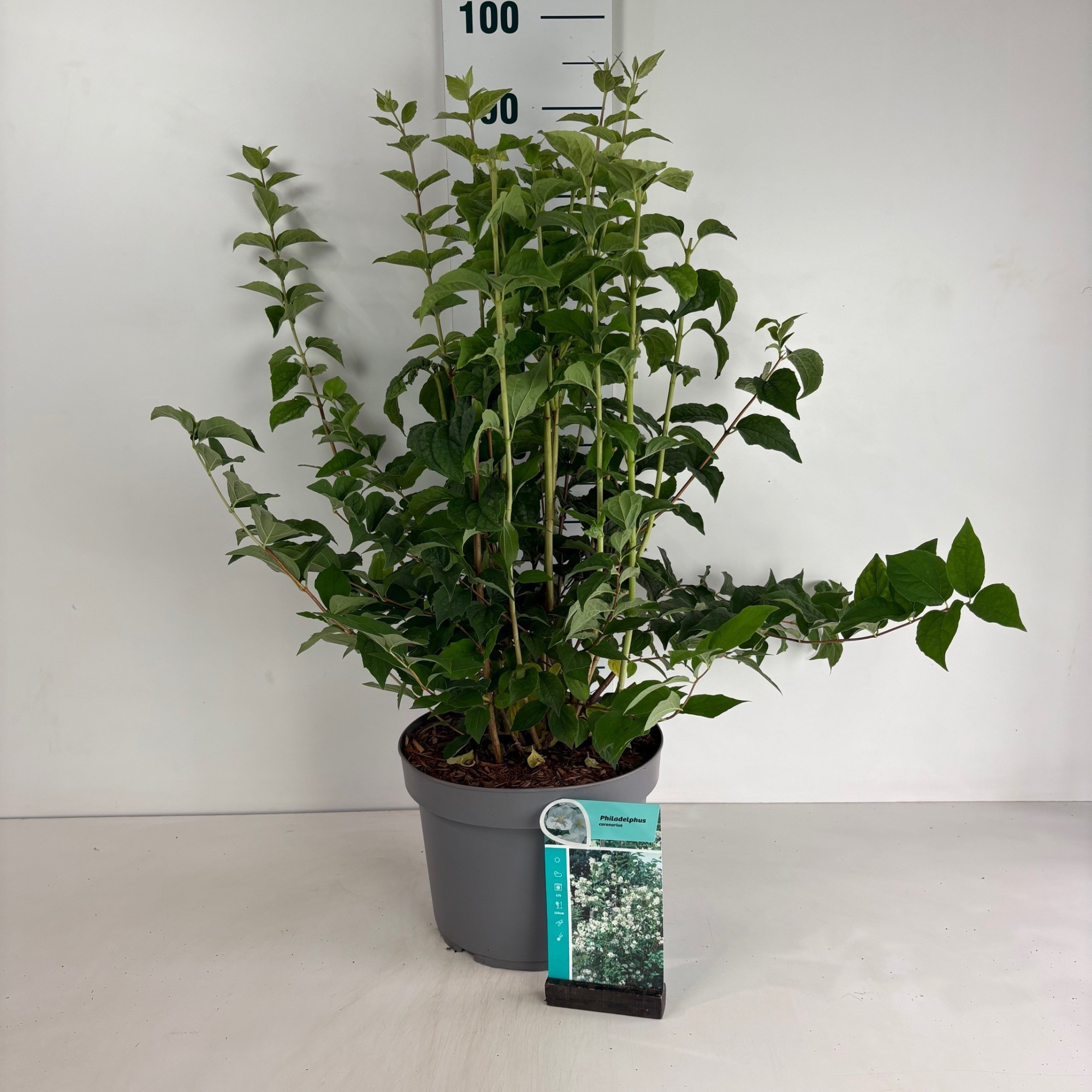 Philadelphus coronarius, D 29 cm