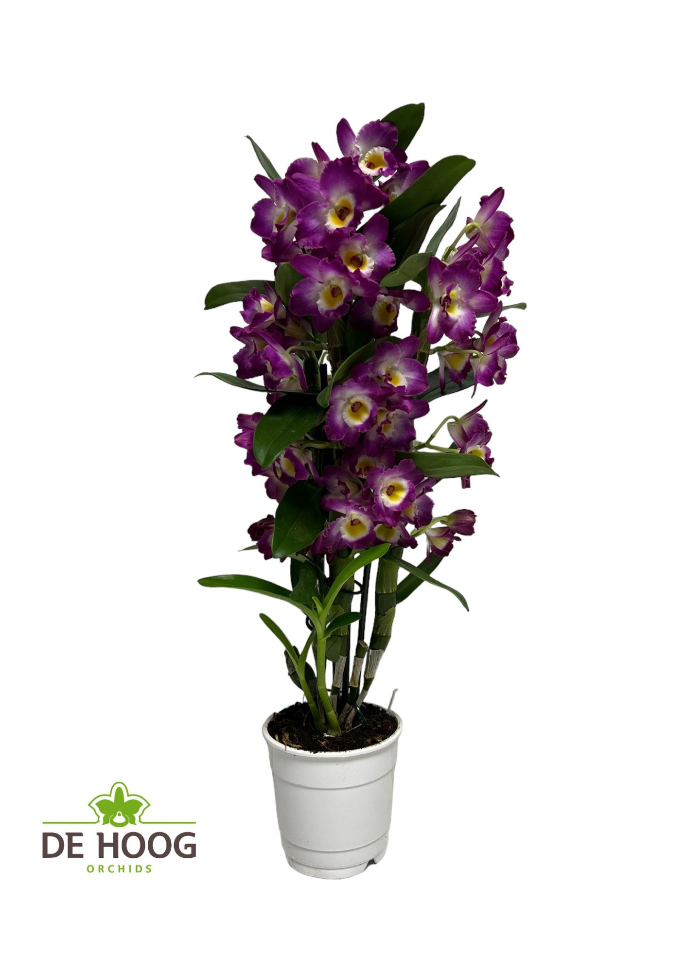 Dendrobium Nobile Bouquet Purple Rain 2 stam 14+tros(open Bloem), D 12