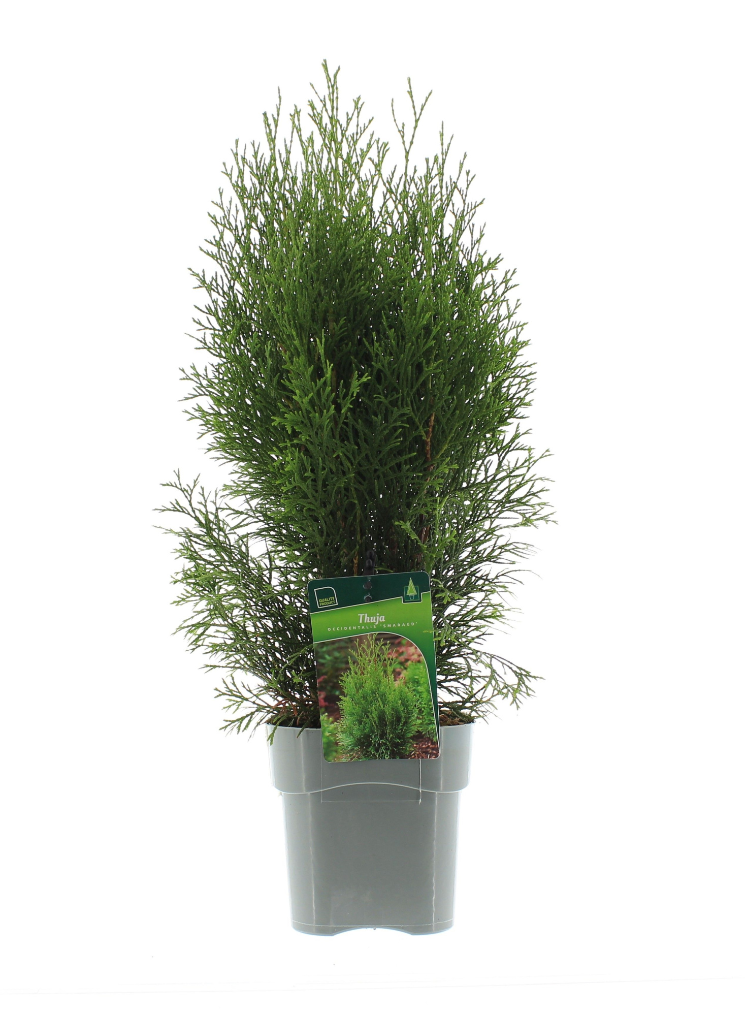 Thuja occidentalis 'Smaragd', D 17
