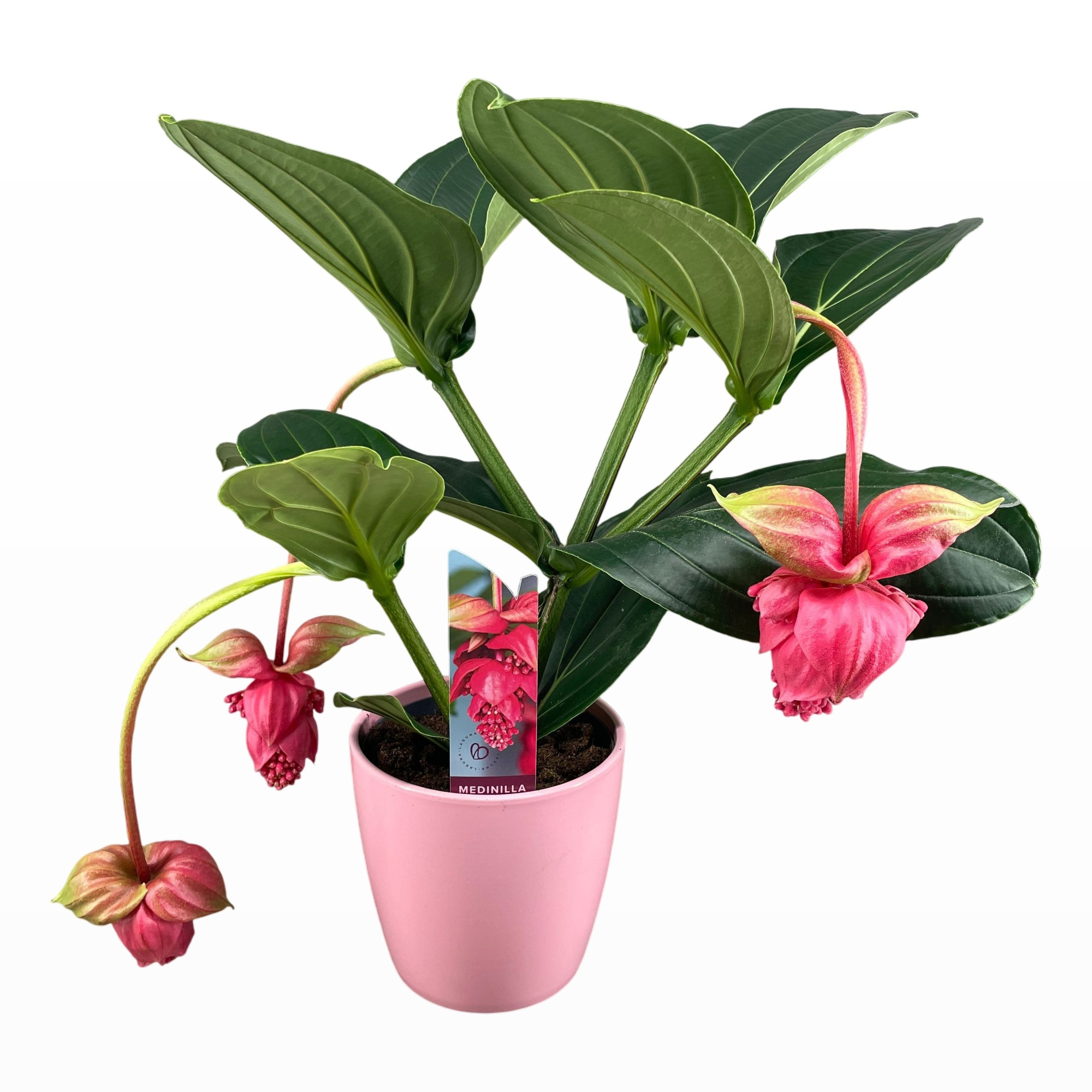 Medinilla Magnifica Flamenco 2 etage 3/4 knop in roze keramiek, D 19
