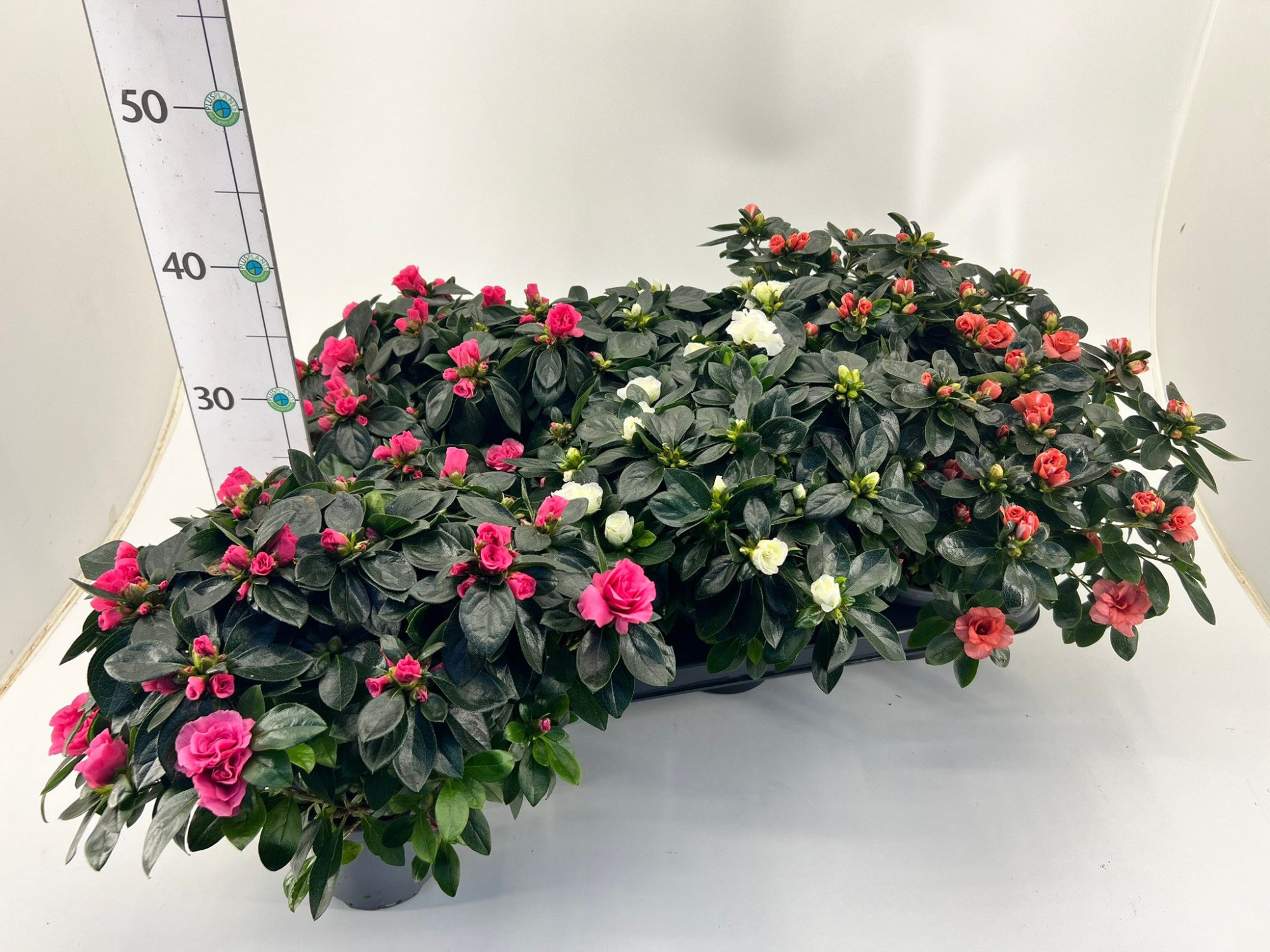 Rhododendron simsii Aiko Mix, D 12