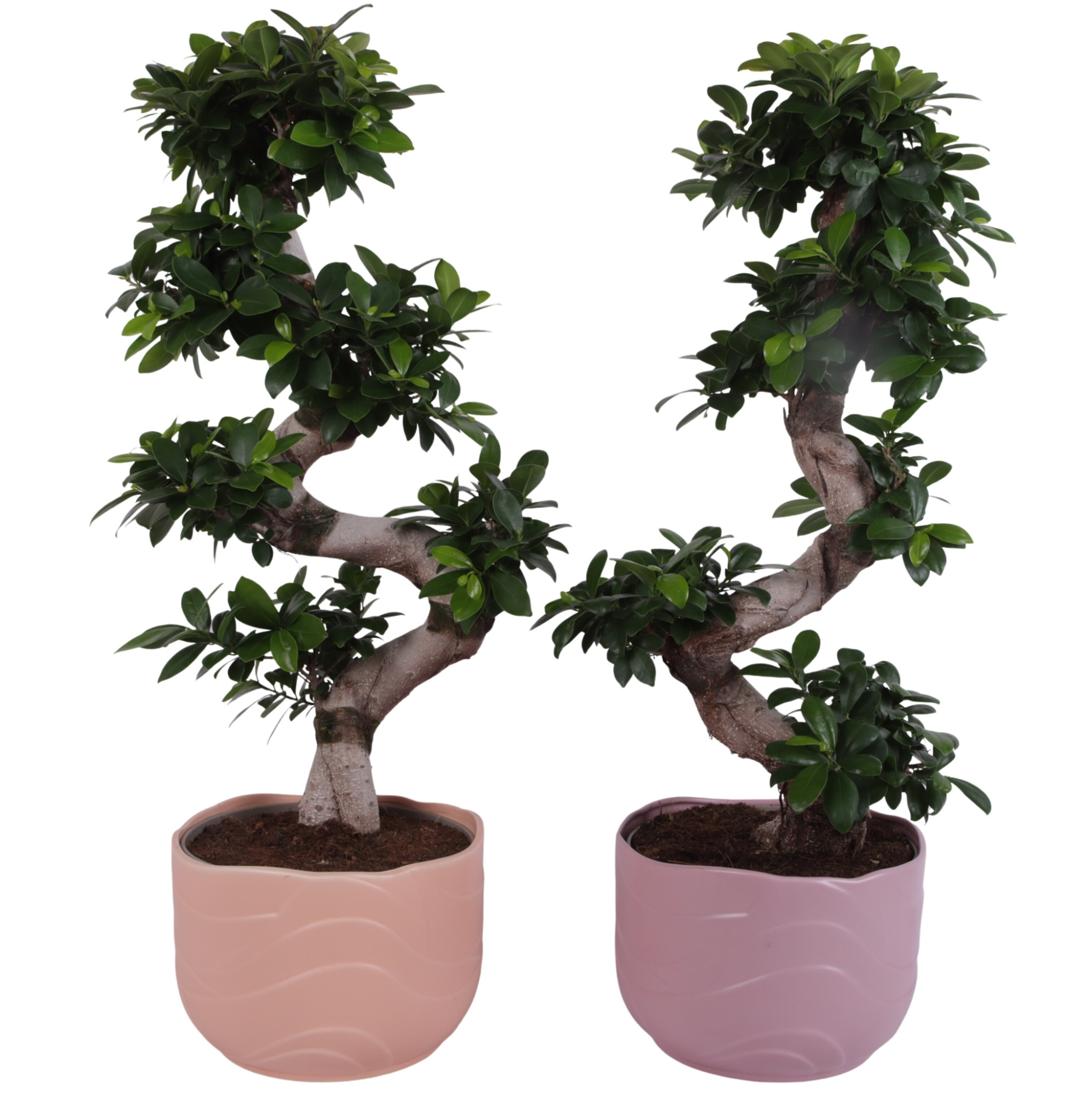 Ficus m. Ginseng S-Shape Ø24cm in Ø26cm Ceramic SE660, D 26