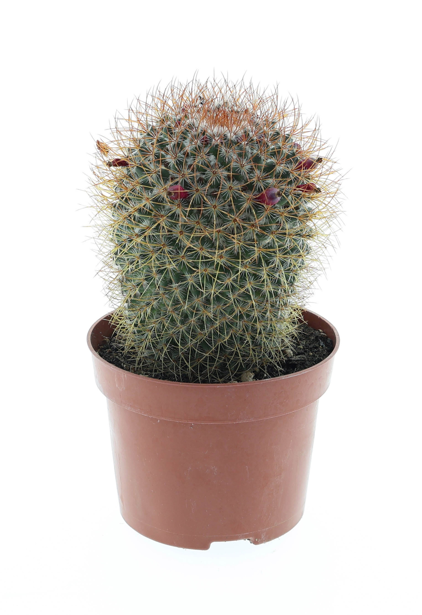 Mammillaria pringley rood E, D 12 cm