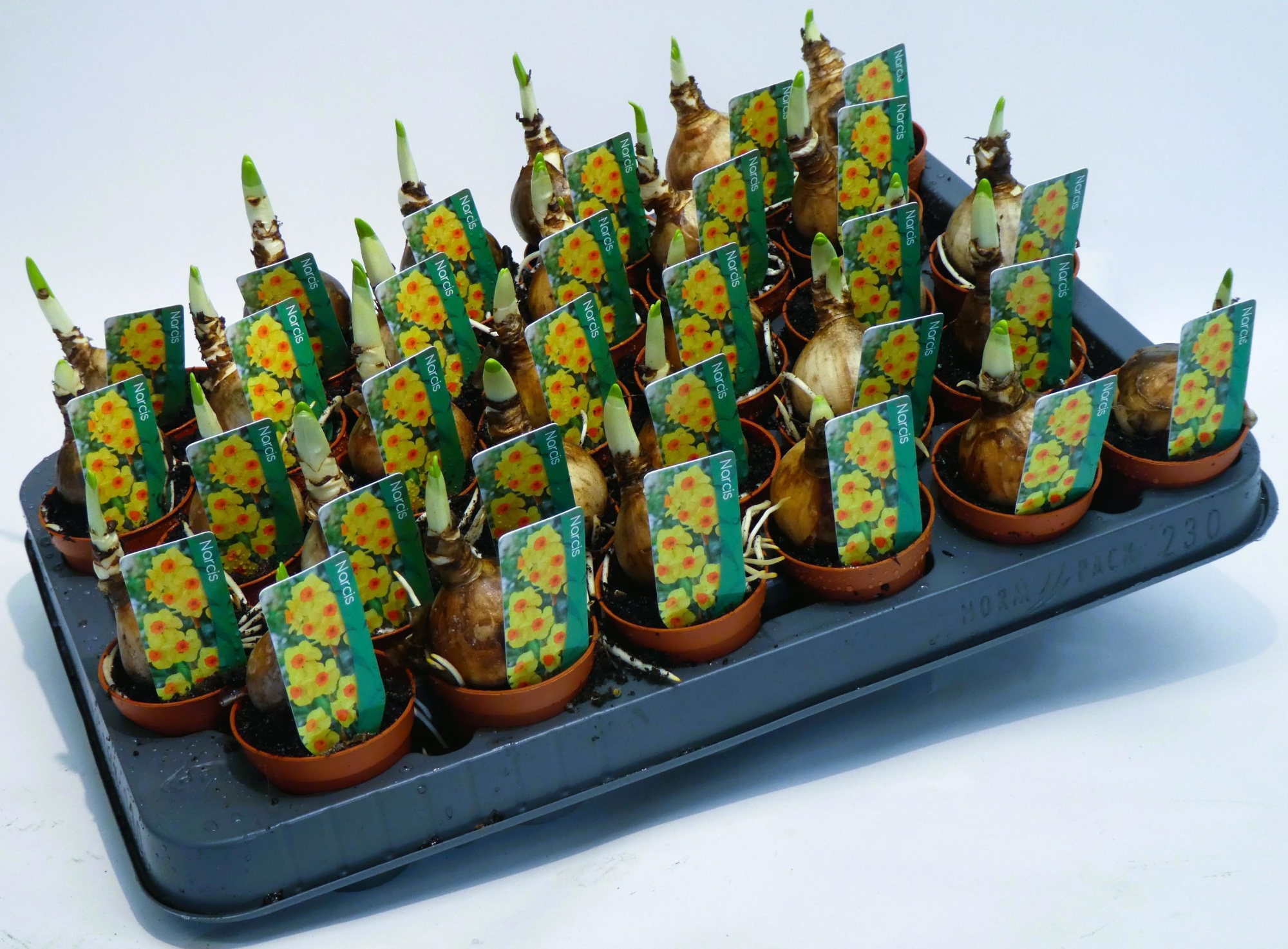 Narcis Bright day, D 5