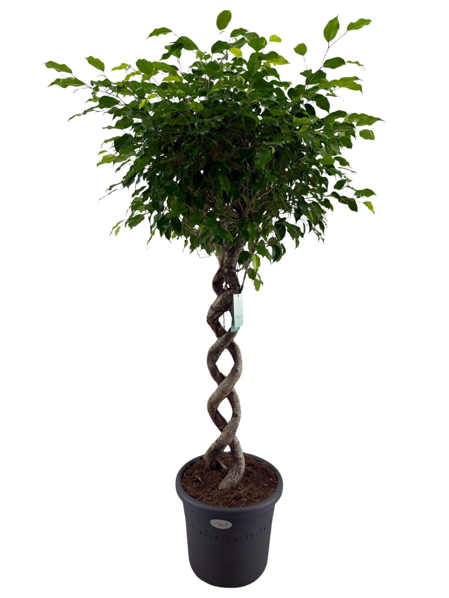 Ficus Benjamina Exotica dubbel spiraal p40, D 40