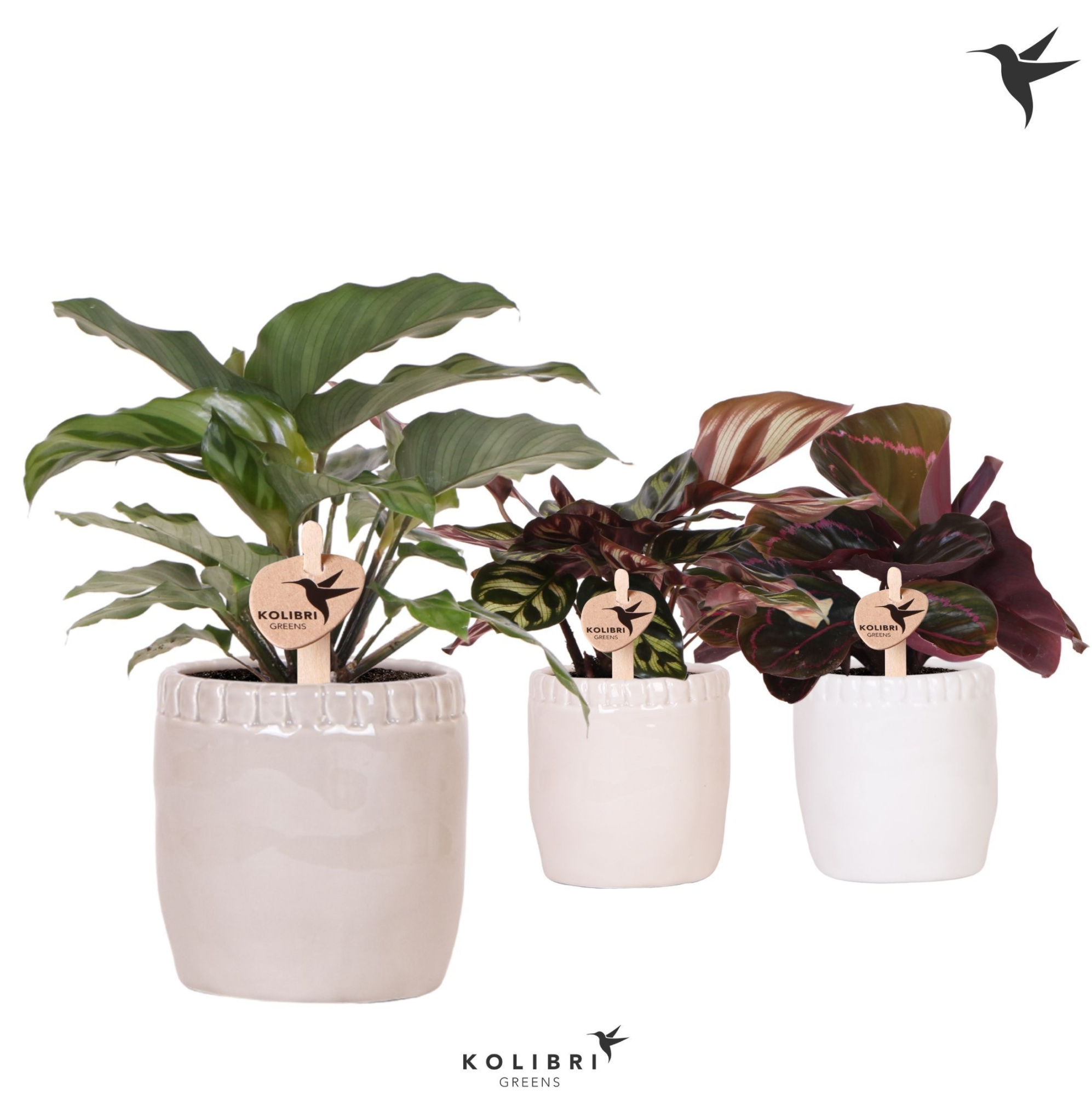 Kolibri Greens Calathea mix in Stones pot mix, D 9 cm
