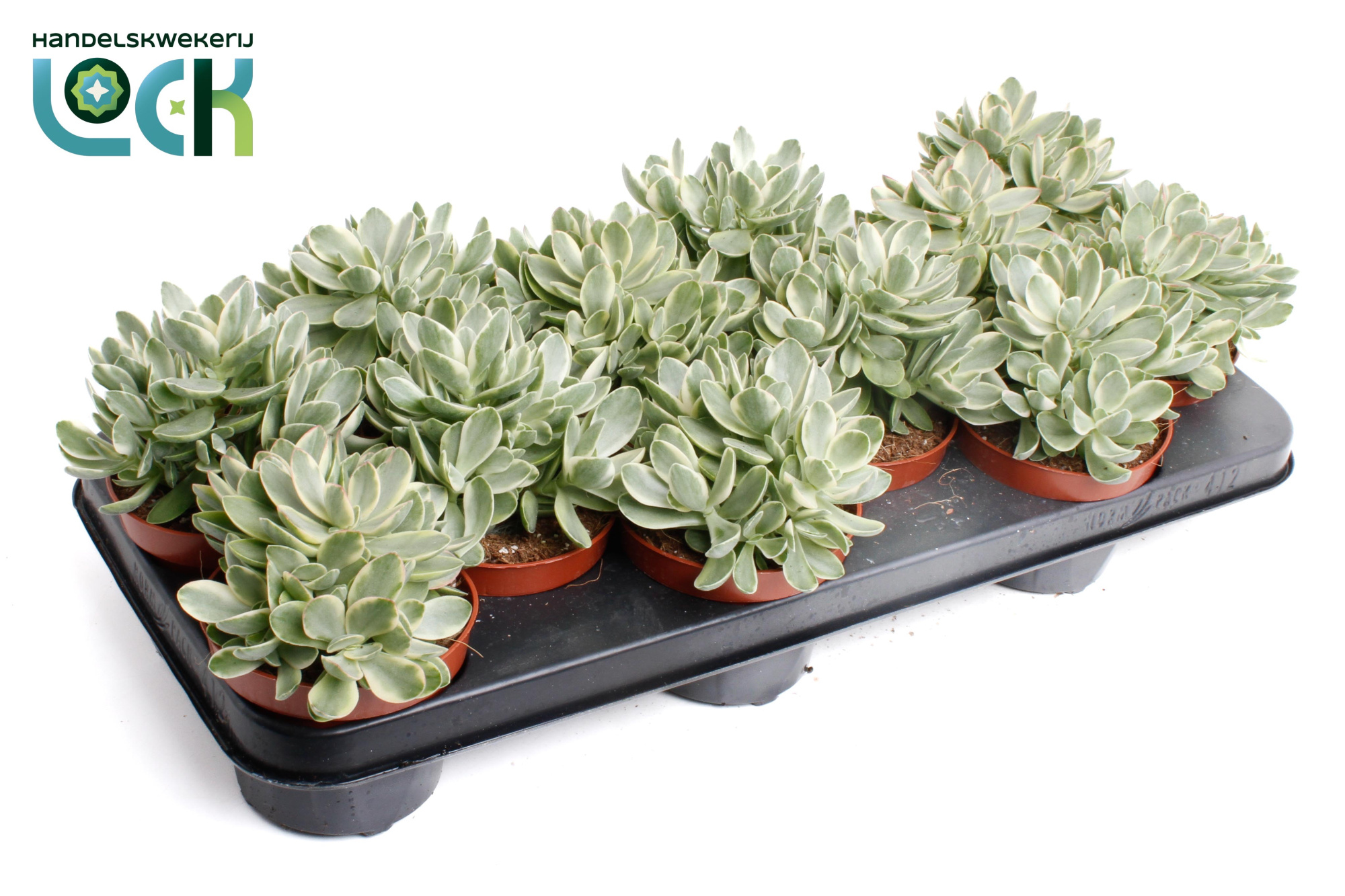Crassula Moneymaker, D 10,5 cm