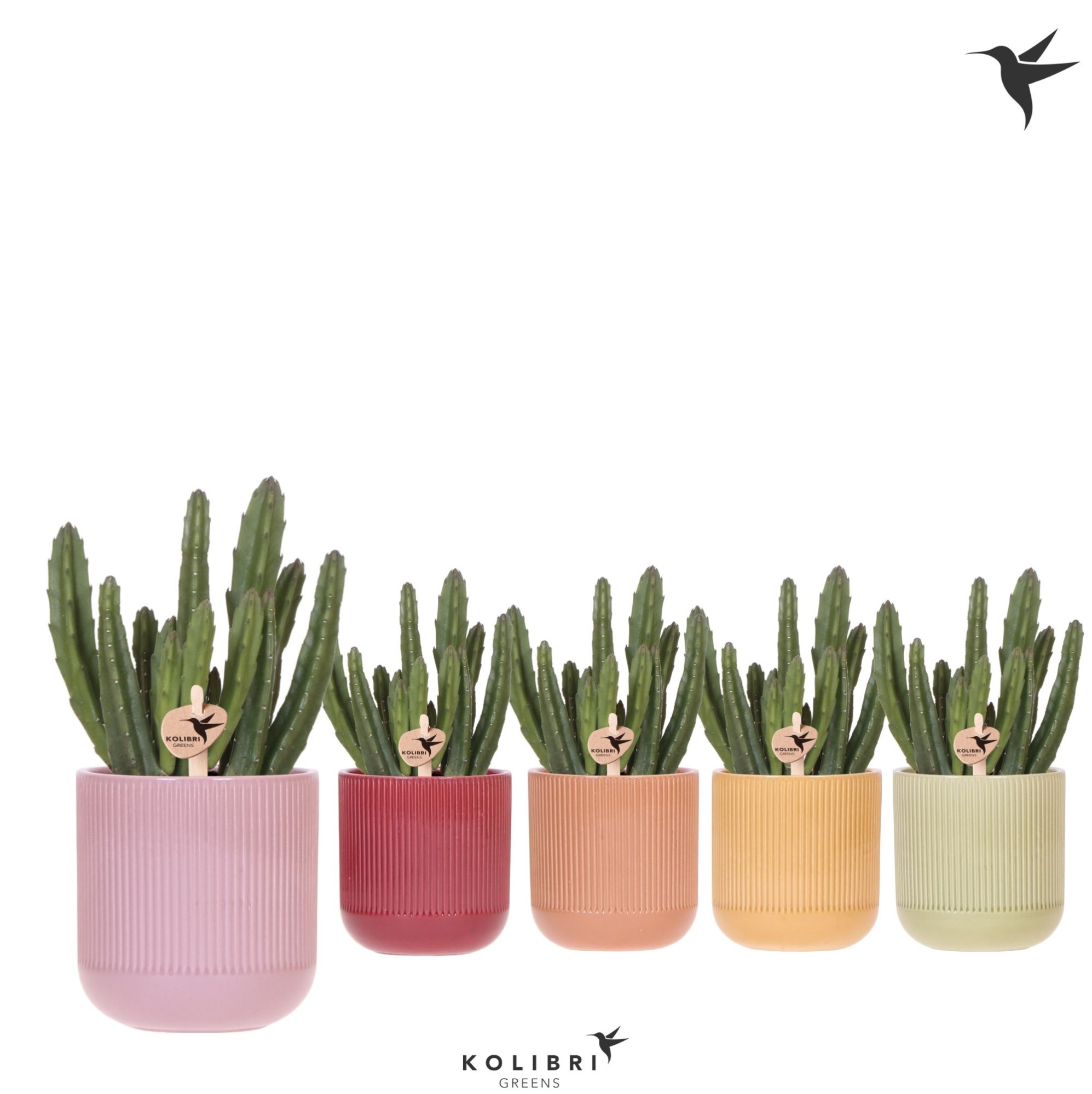 Kolibri Greens Stapelia Leendertziae in Flare pot mix, D 9