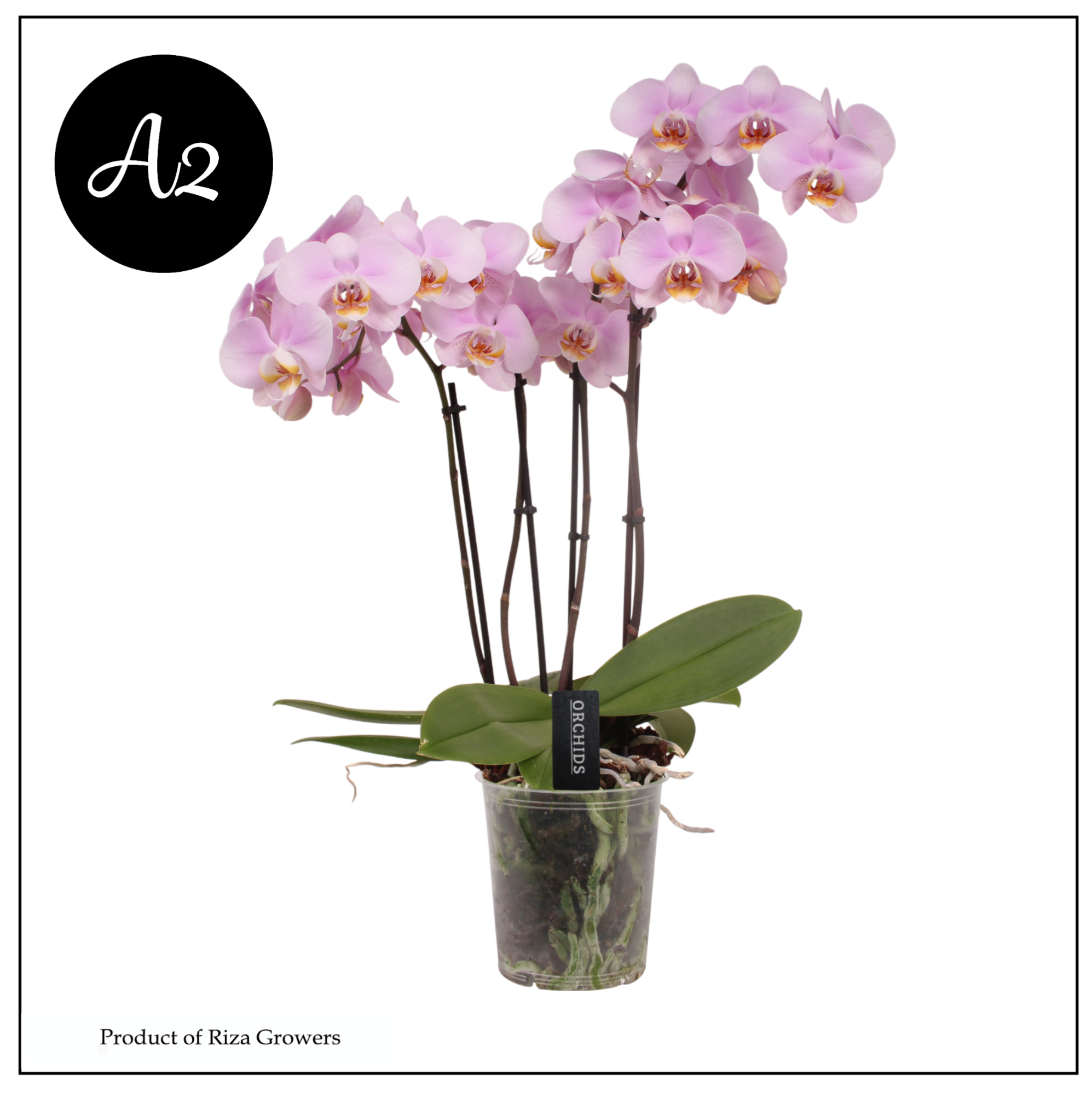 Phal. A2 Marvellous Light Pink - 50+ flowers 17cm, D 17 cm