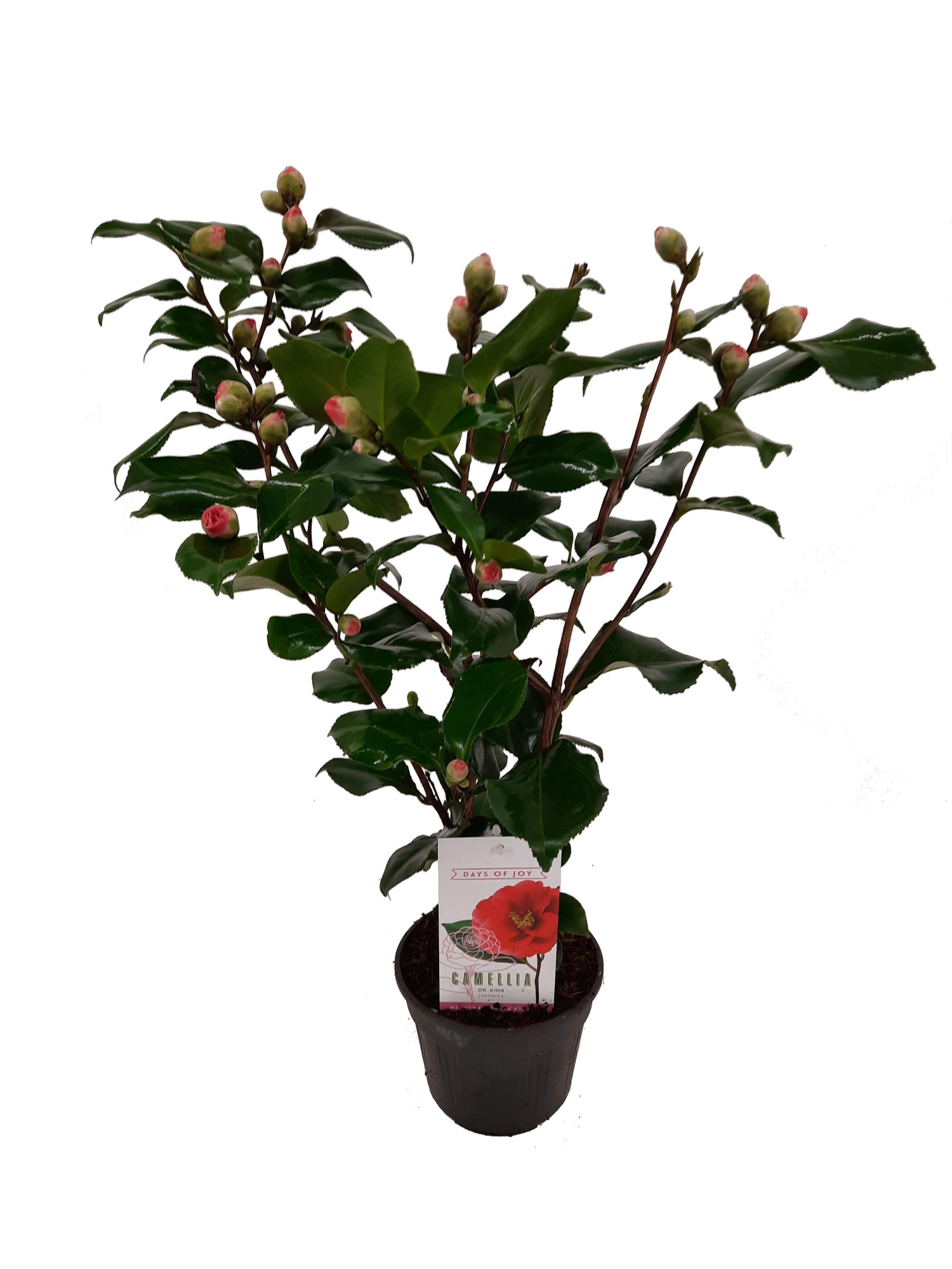 Camellia japonica 'Dr. King' 15 cm | 20+ knop, D 15