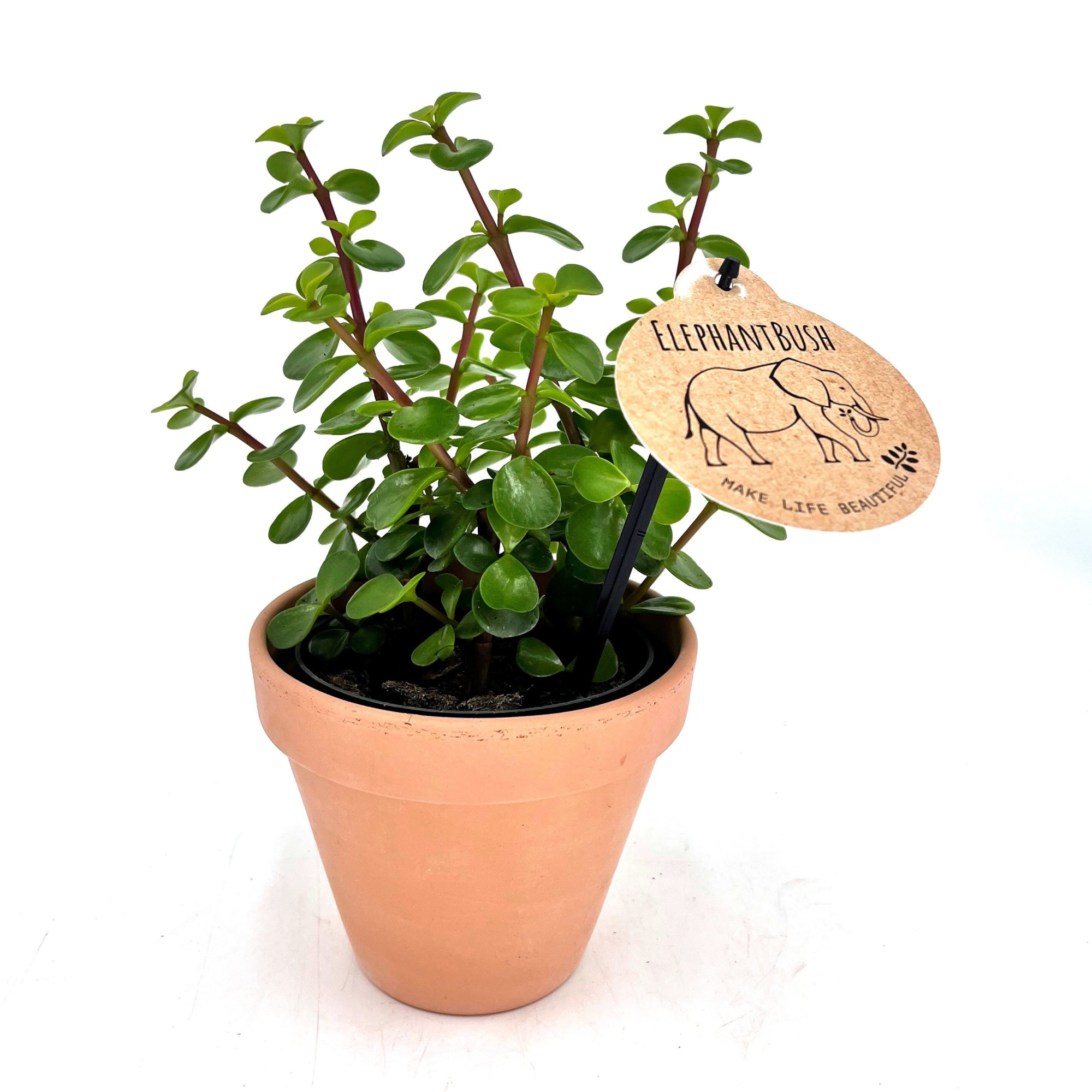 Elephant Bush w/claypot, D 13 cm