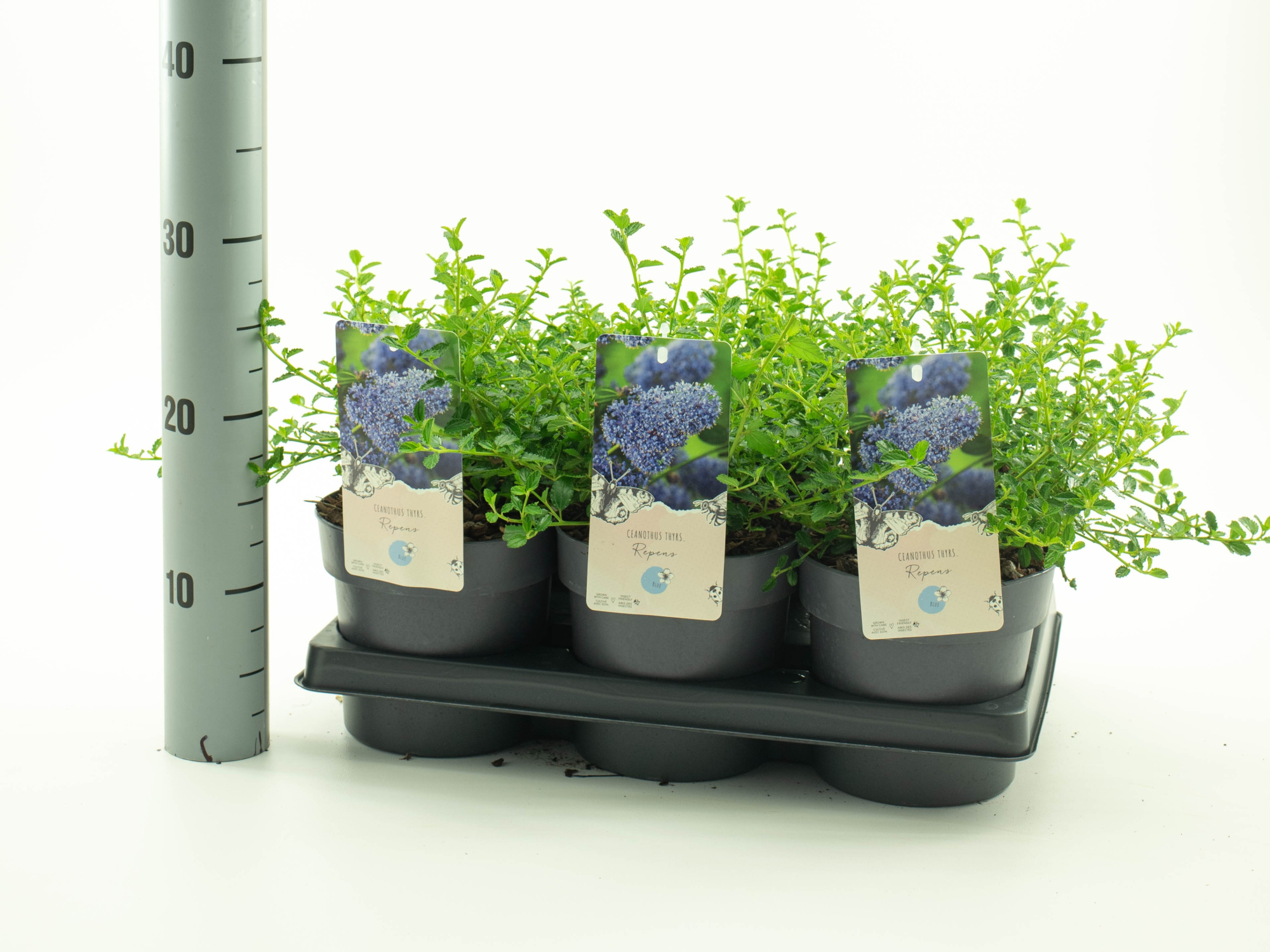 Ceanothus thys. 'Repens', D 15