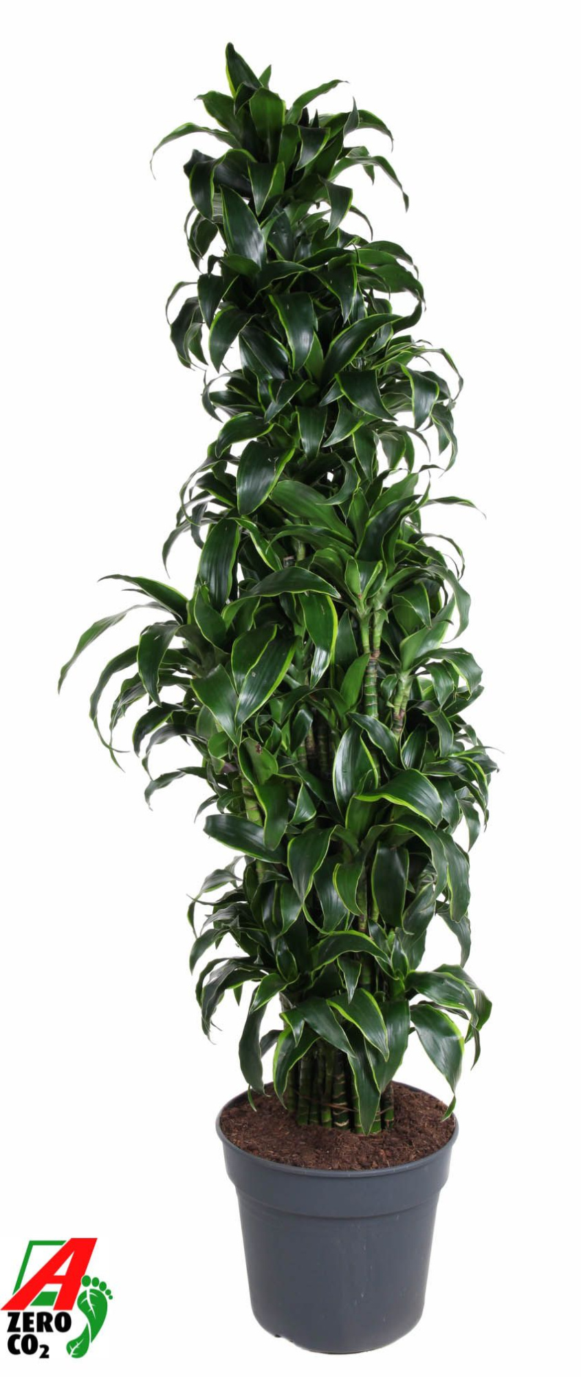 Dracaena Dorado vertakt P40, D 40 cm