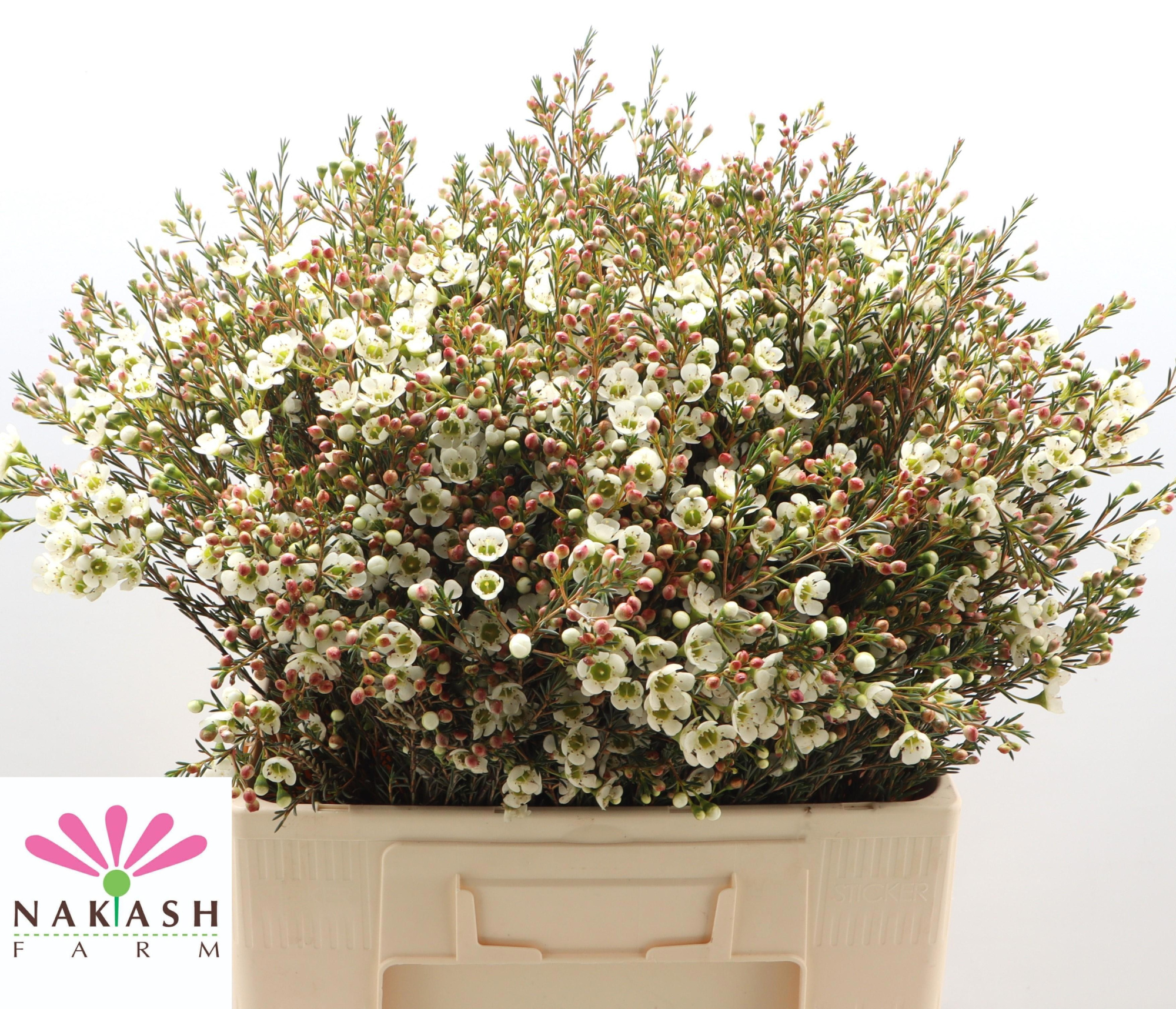 Шамелациум Сириус 60, шт.