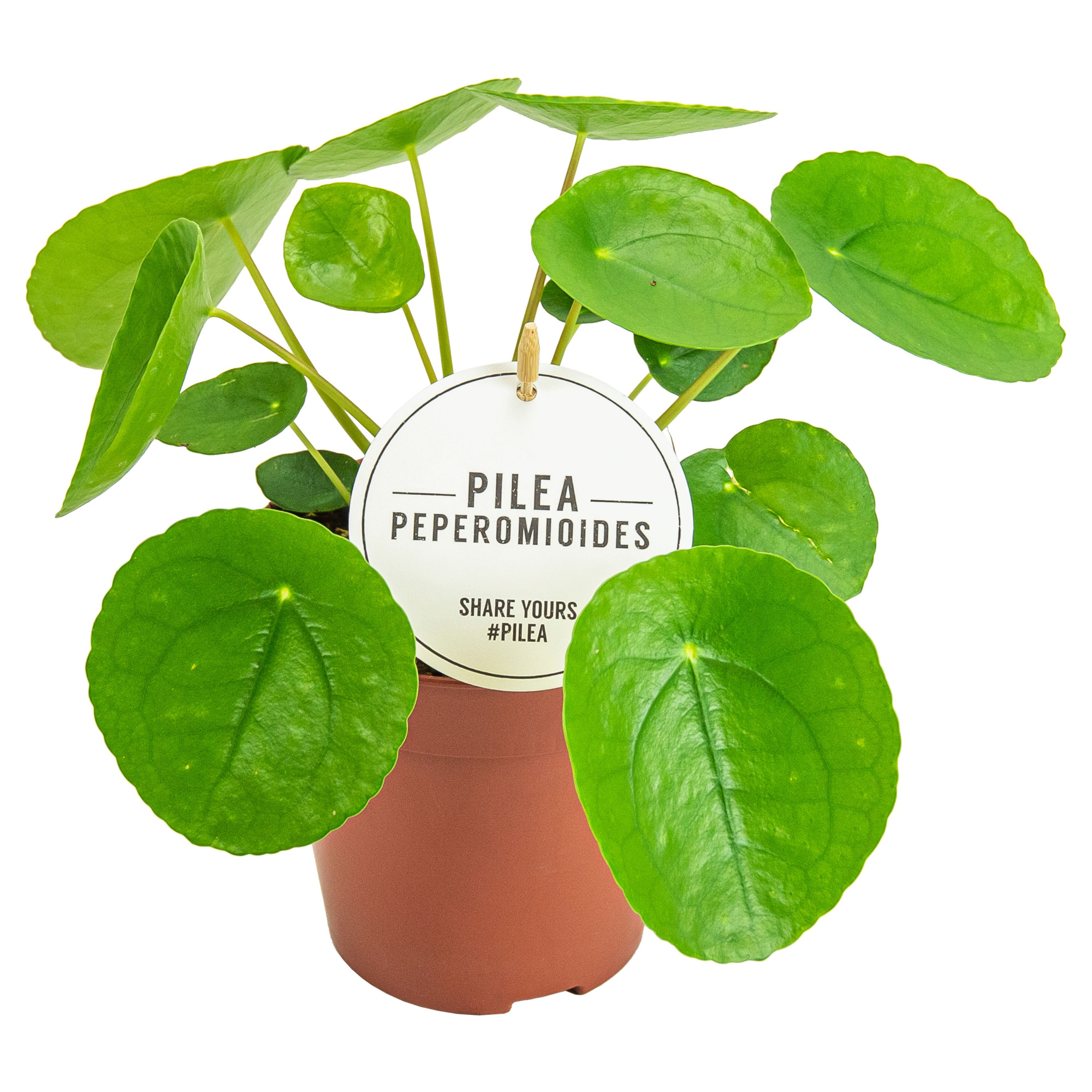 Pilea Peperomioides, D 13 cm