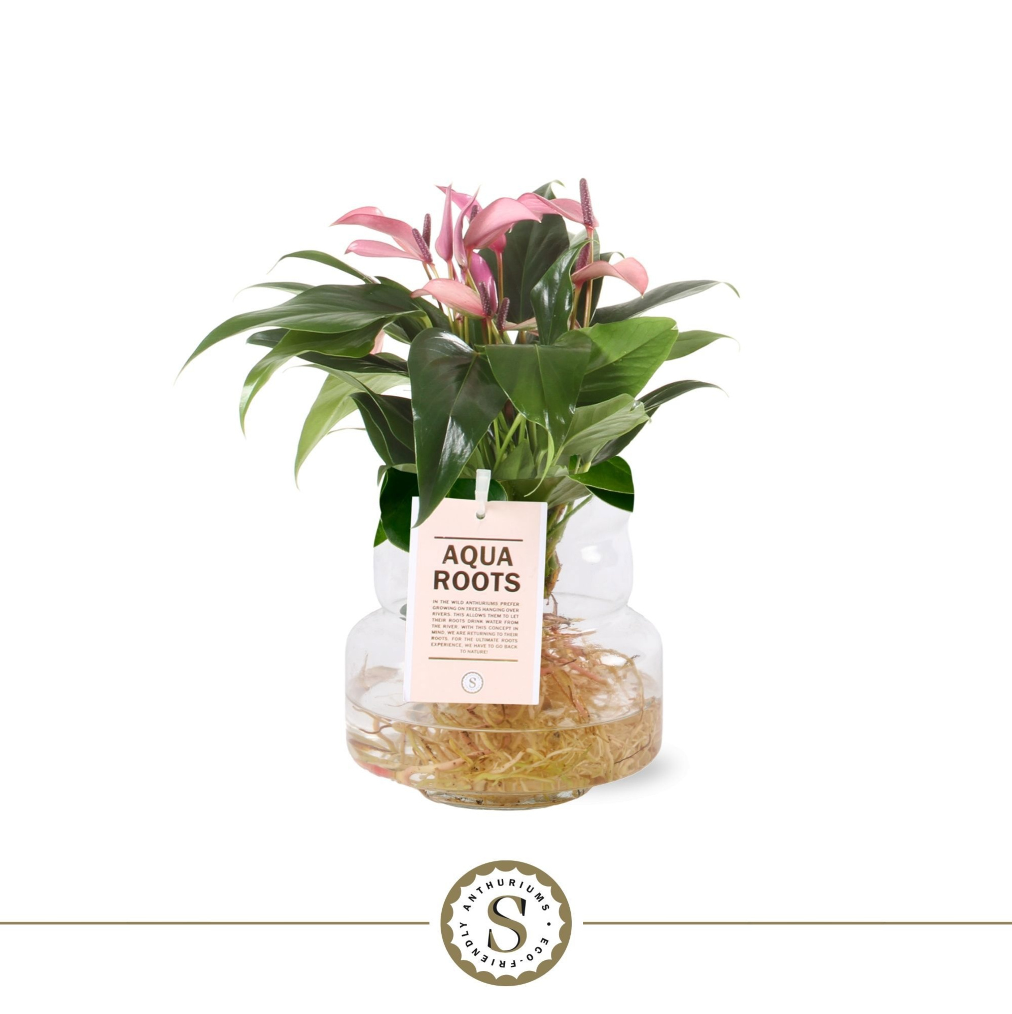 Aqua Roots Torino glas Zizou, D 12