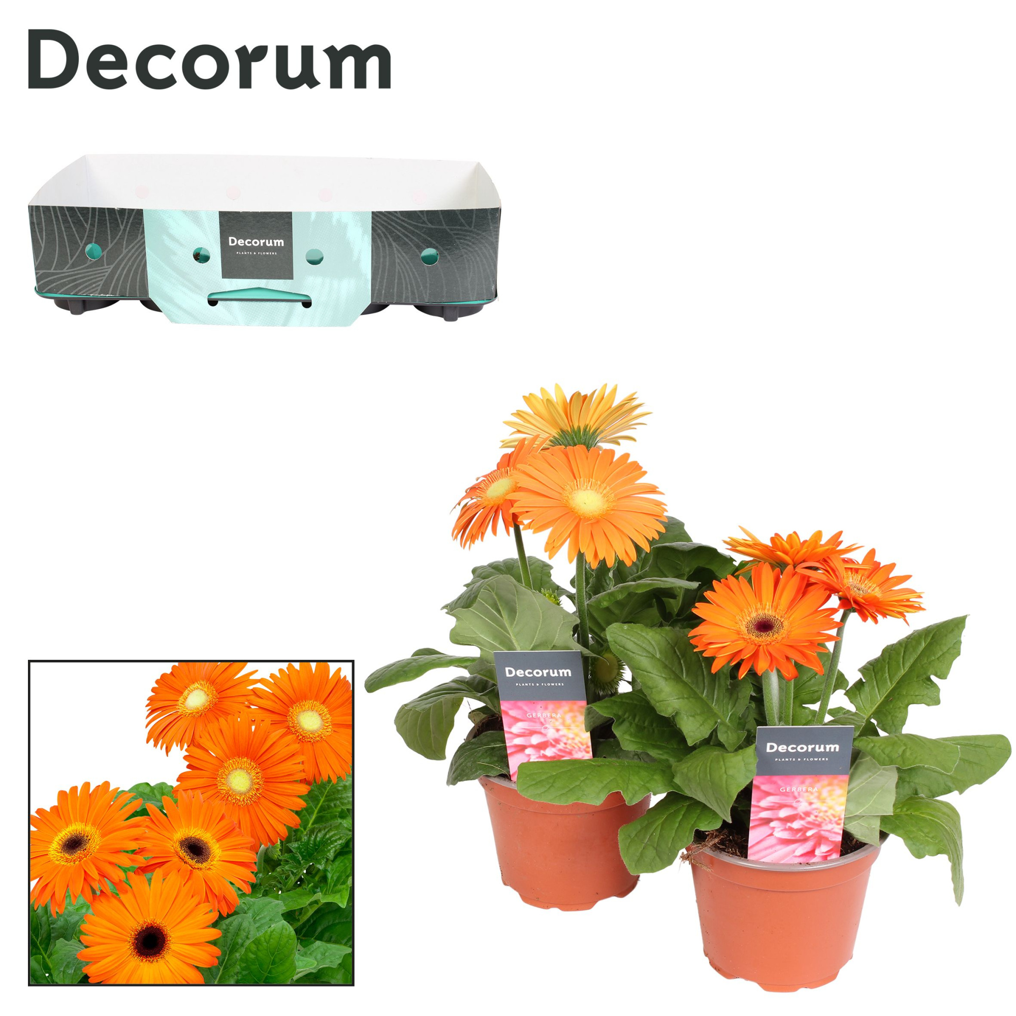 Gerbera 2+ bl 12cm oranje (diverse kleurtinten) kraag Decorum, D 12 cm