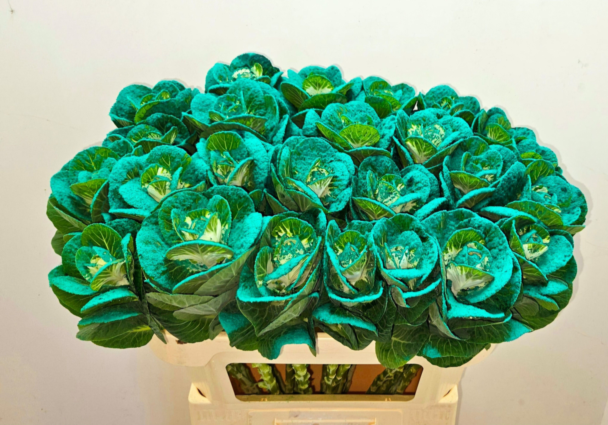 Брассика Овериг Крашеная (краш. ) 70, шт.