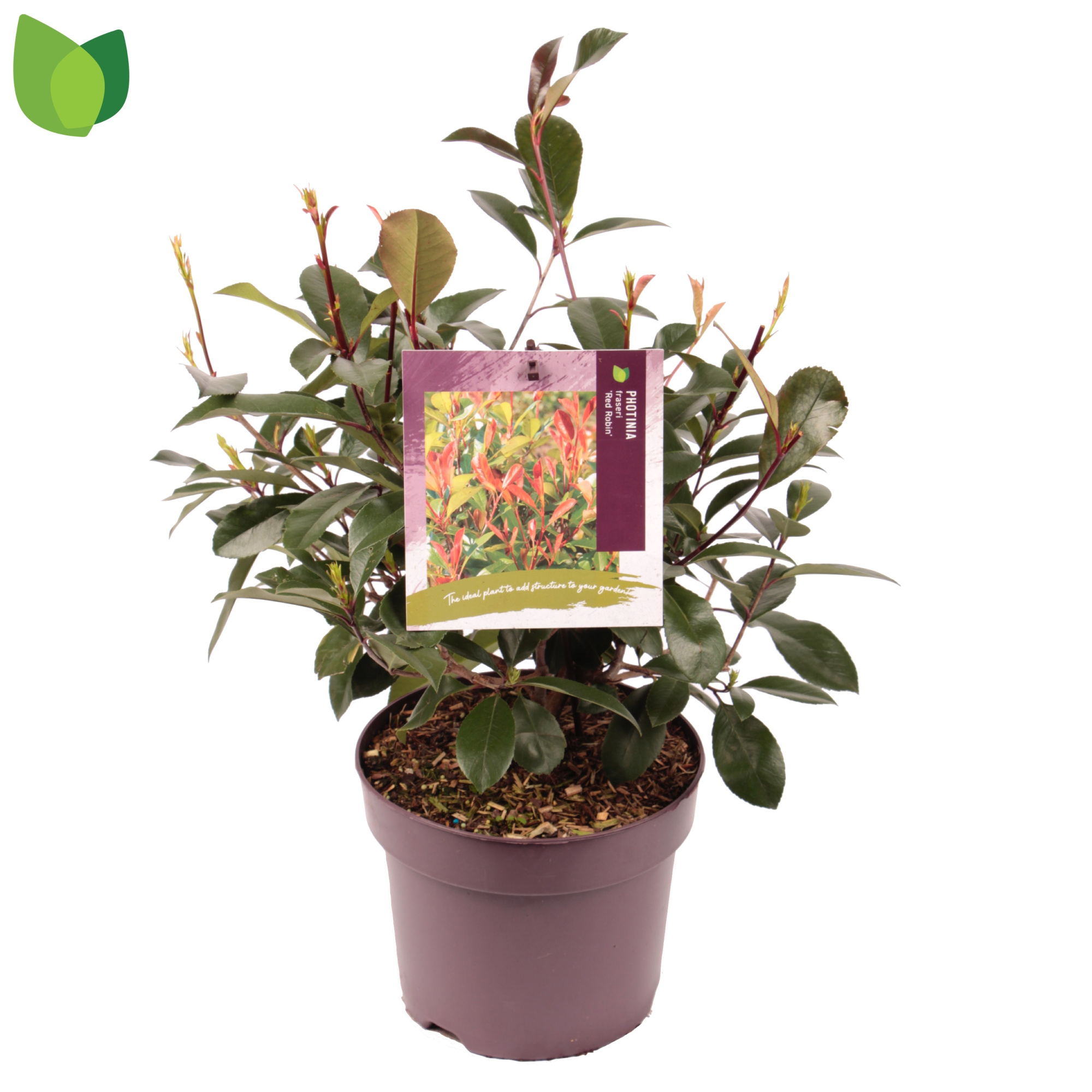 Photinia fraseri 'Red Robin' C7,5/P26, D 26