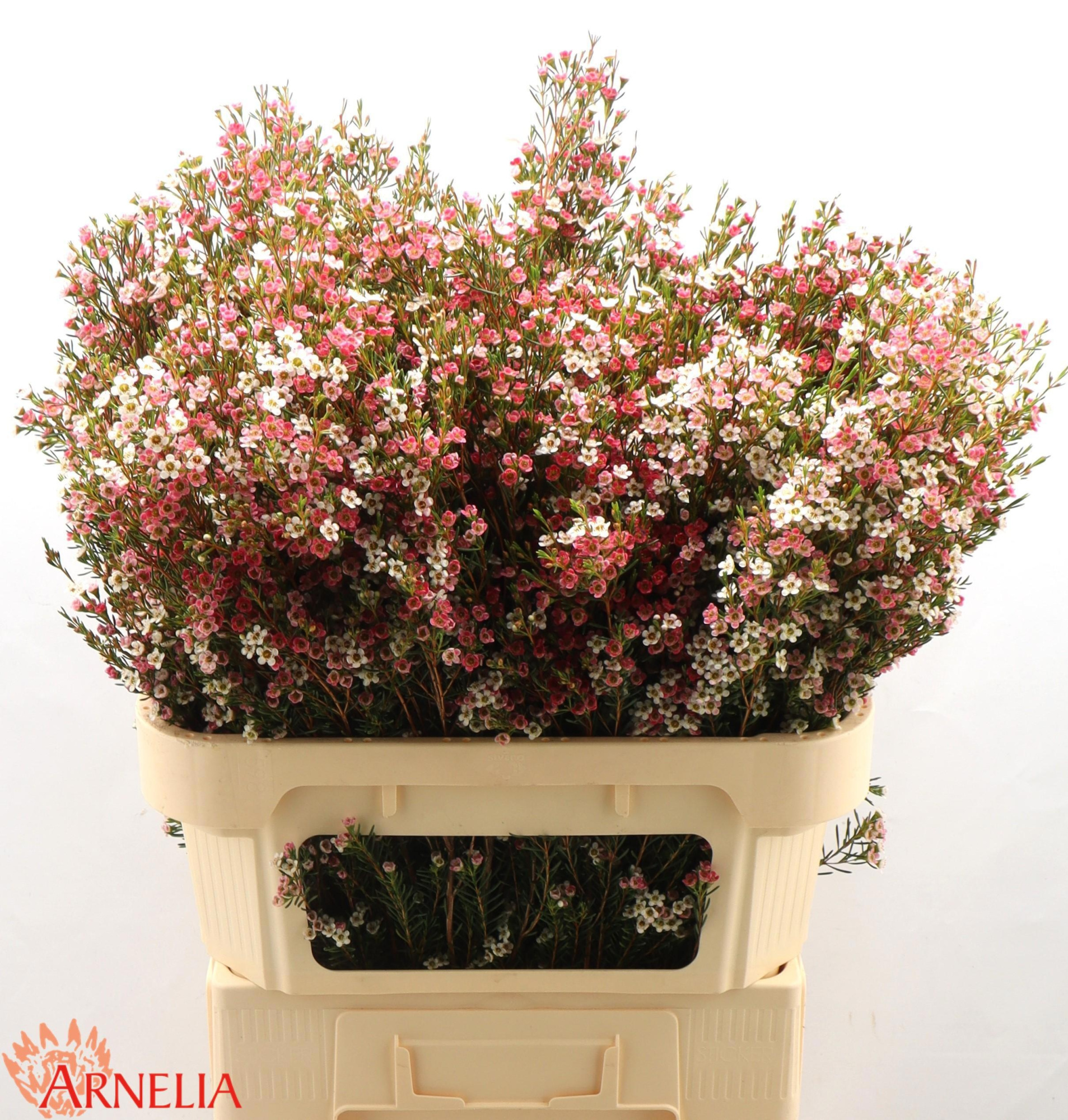 Шамелациум Май Свит Сикстин 80, шт.