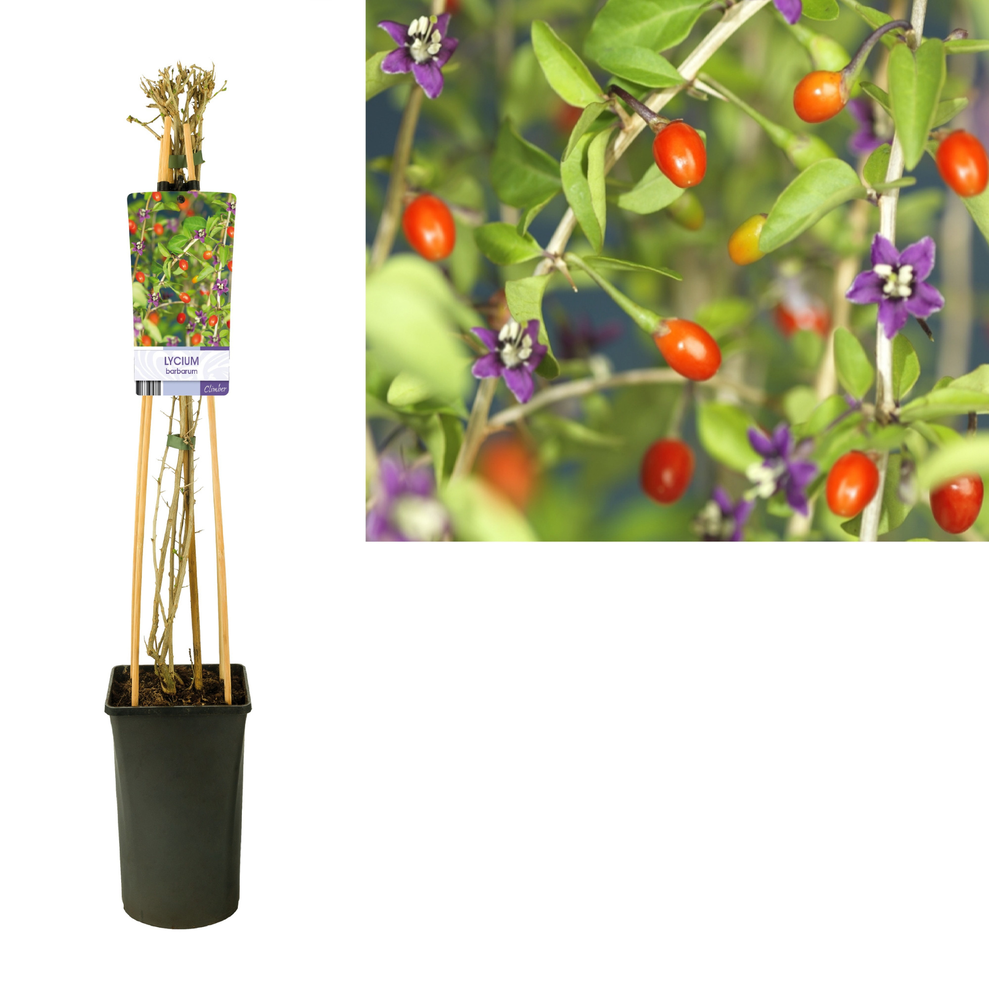 Lycium barbarum 'Instant Succes' +light label, D 17 cm