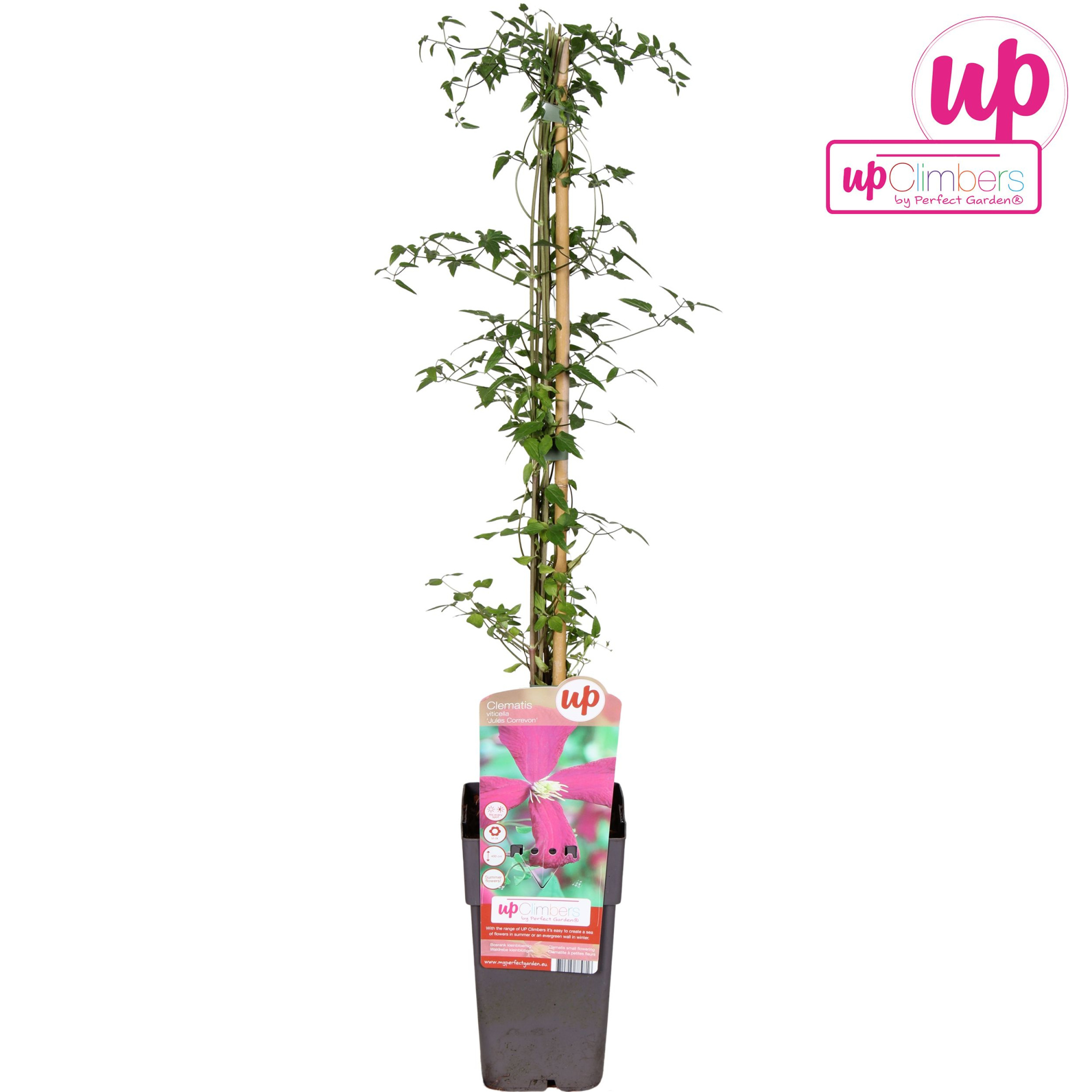 Clematis viticella 'Madame Julia Correvon' P15, D 15 cm