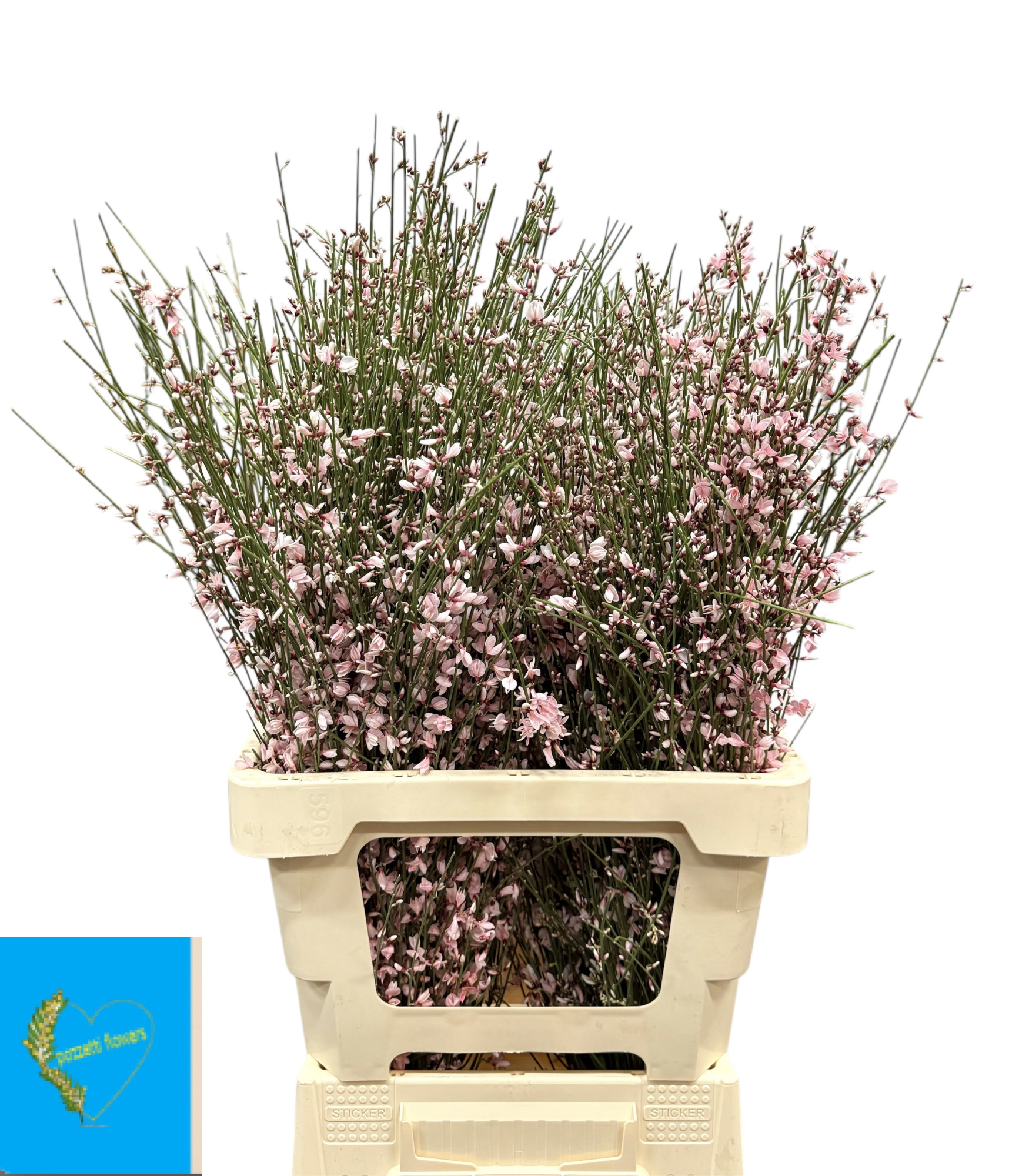 Гениста крашеная Пинк за пучок 65 (краш. ), пуч.